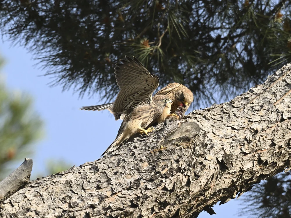 Eurasian Kestrel — best of the story