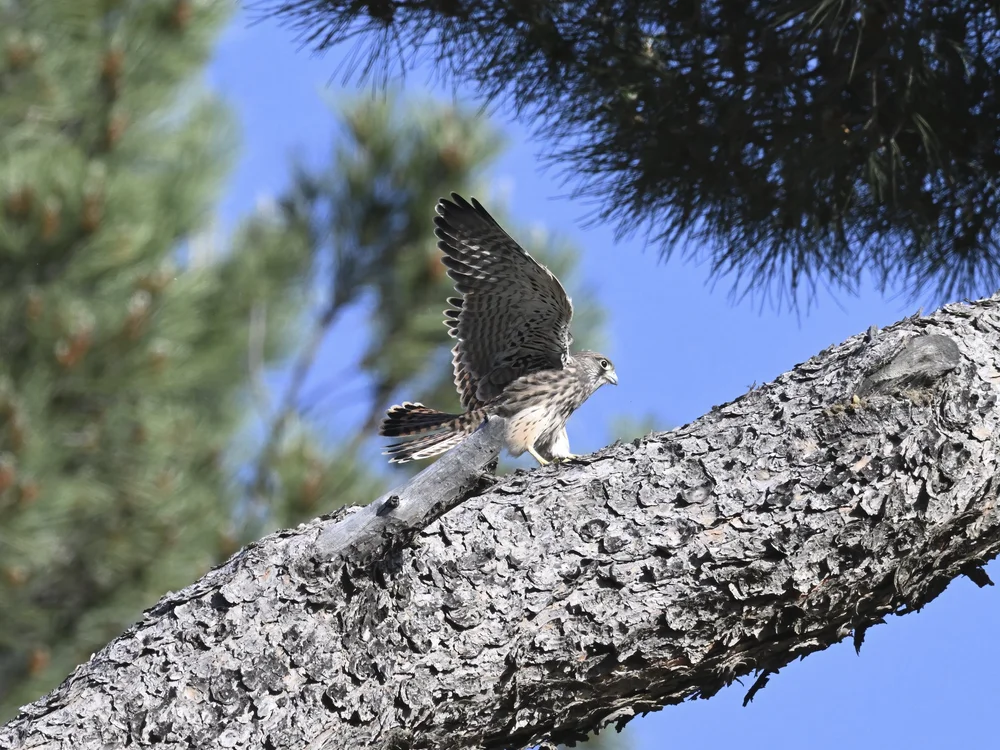 Eurasian Kestrel — Flying Practice
