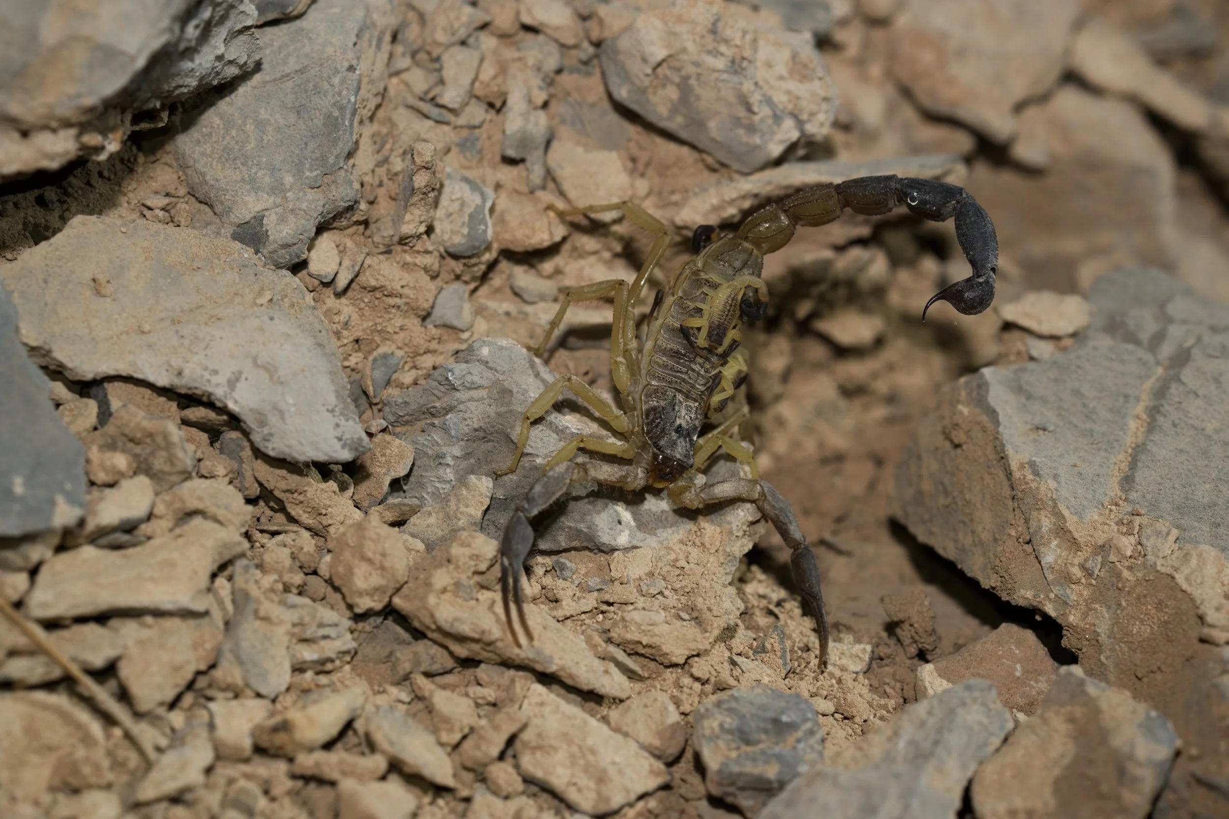 Jayakar’s Scorpion (Hottentotta jayakari) carrying young on its back among rocky desert terrain.