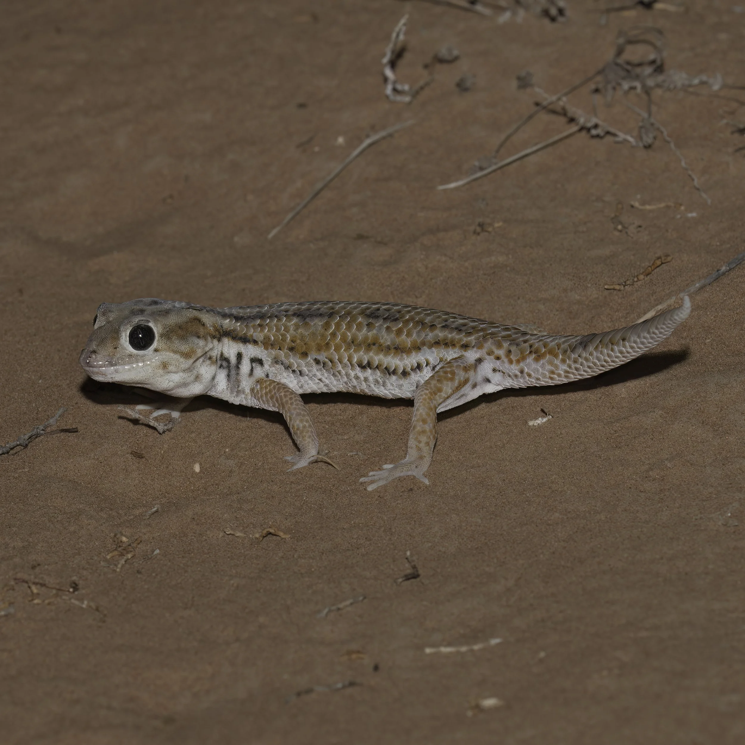 Keyserling's Wonder Gecko (Teratoscincus keyserlingii)