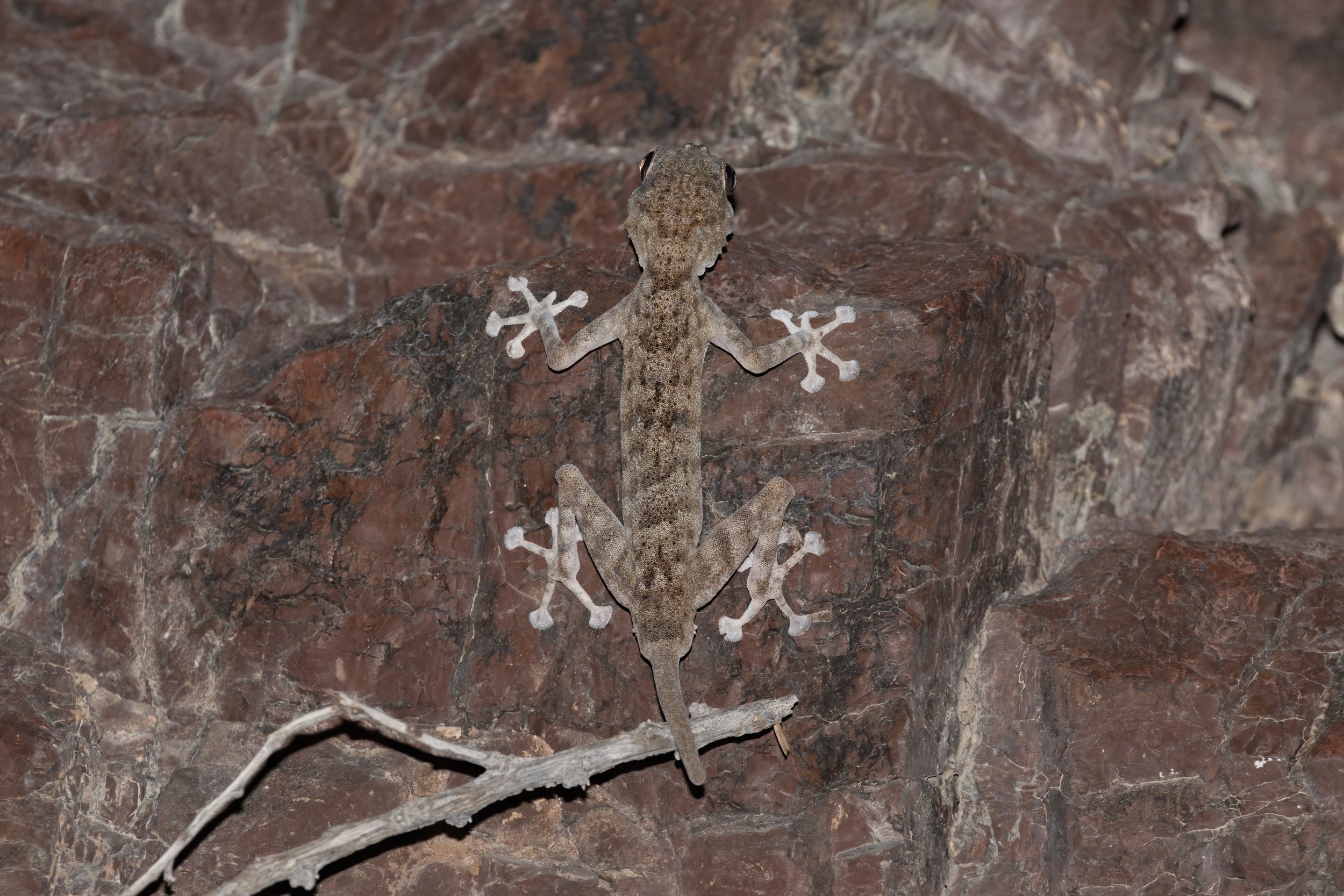 Orlov’s Fan-footed Gecko_Z091440.jpeg