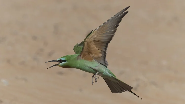 Blue-cheeked Bee-eater photographed at Al Mazrae, Ras Al Khaimah