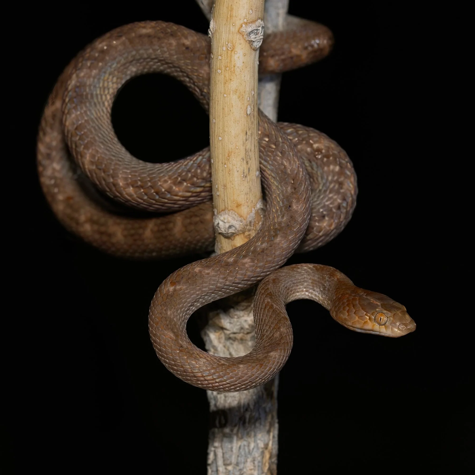Arabian Cat Snake (Telescopus dhara)
