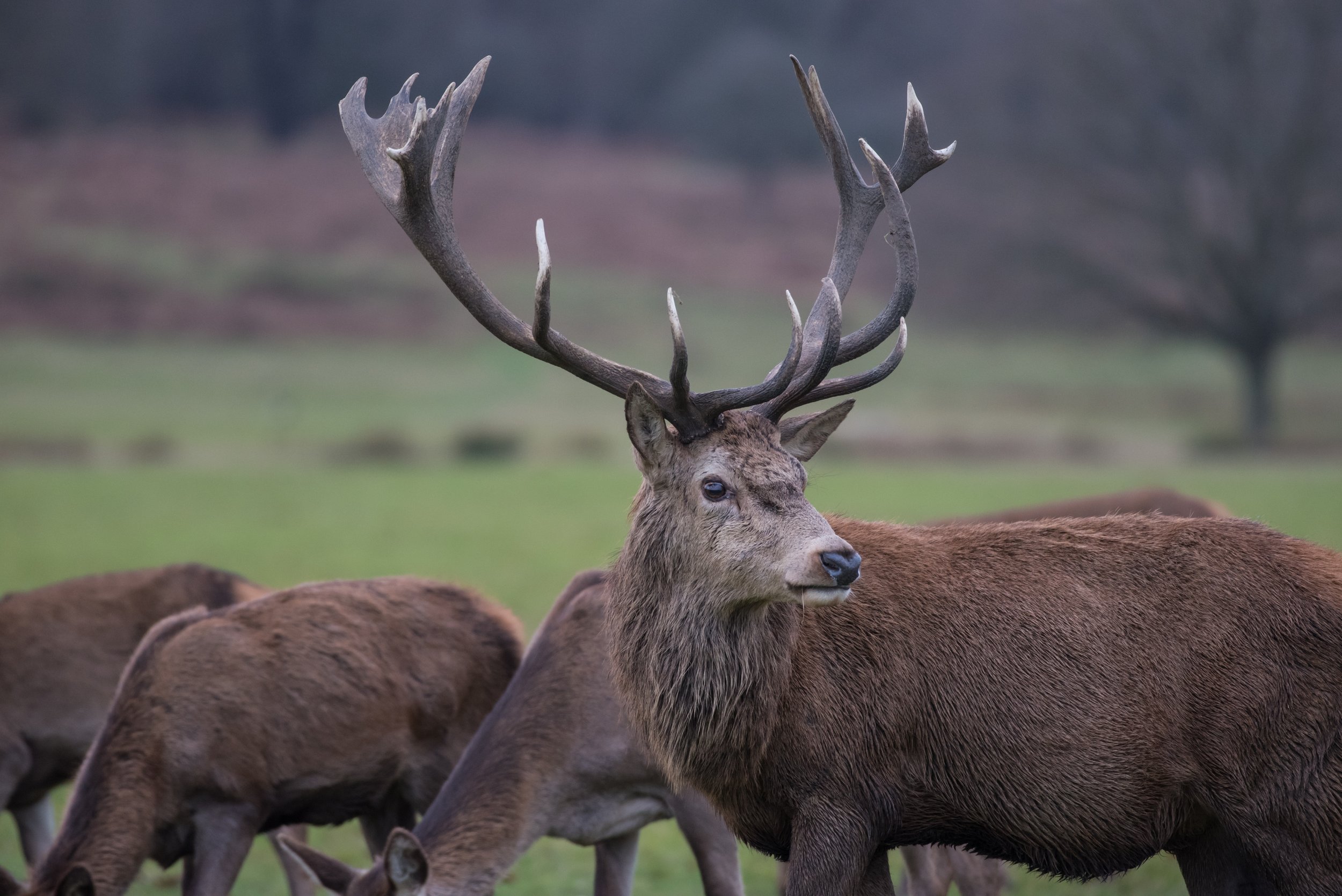Red Stag - England Wildlife