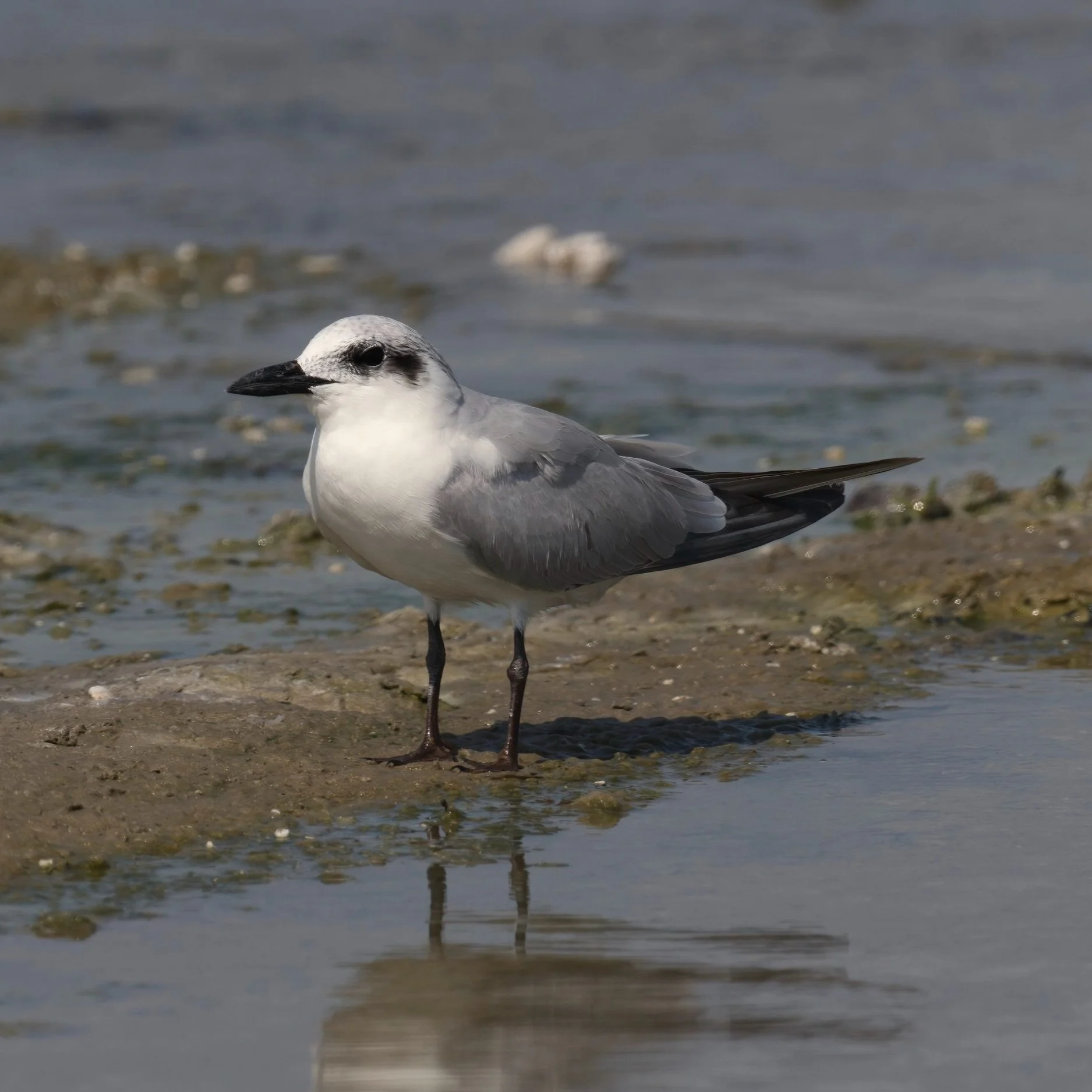 Gull-billed Tern (Gelochelidon nilotica)