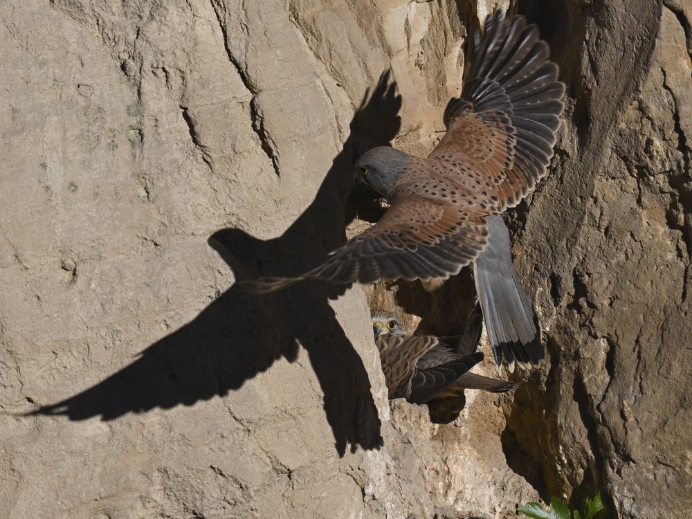 Eurasian Kestrel — best of the story