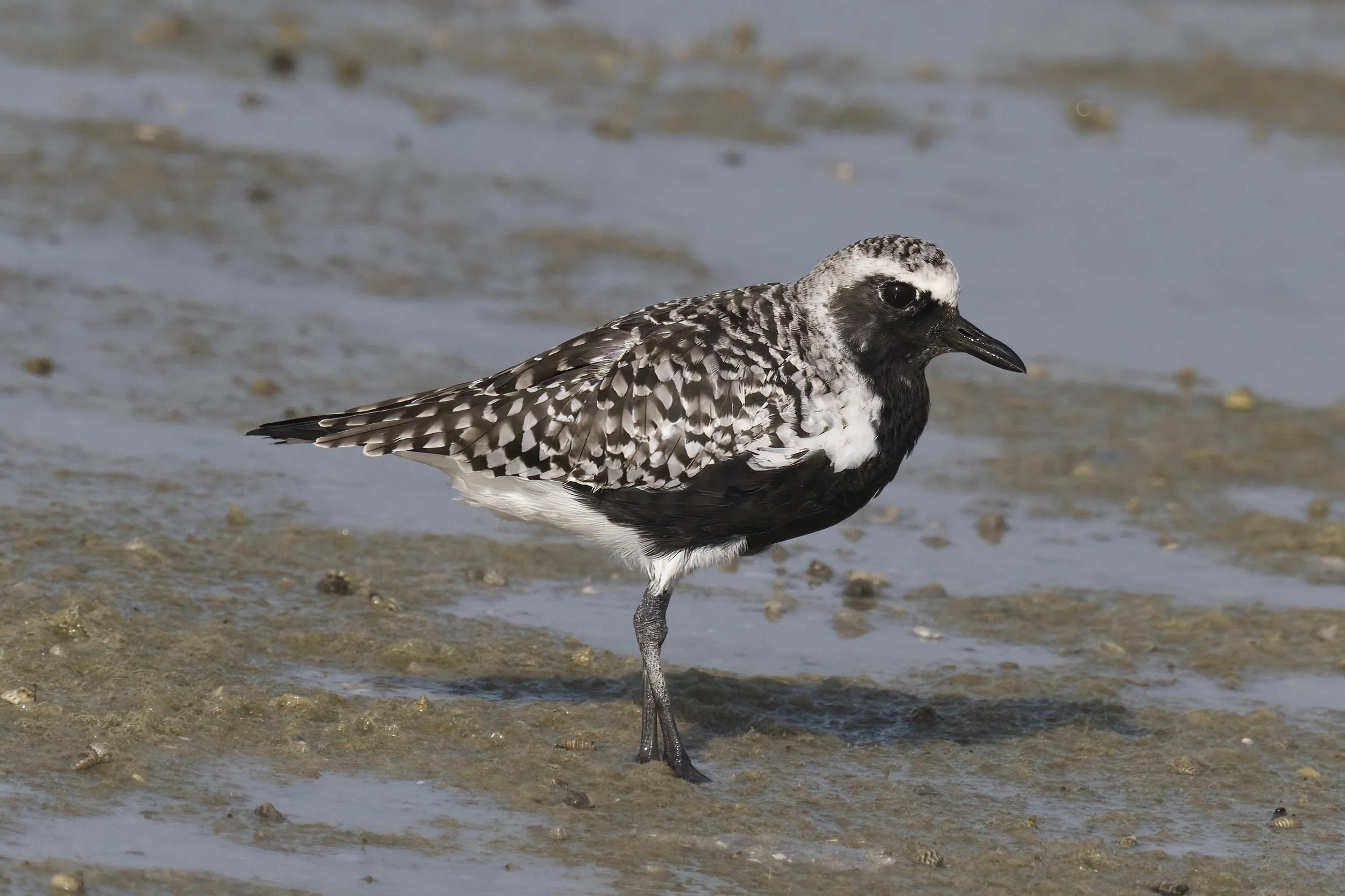 Grey Plover (Pluvialis squatarola)