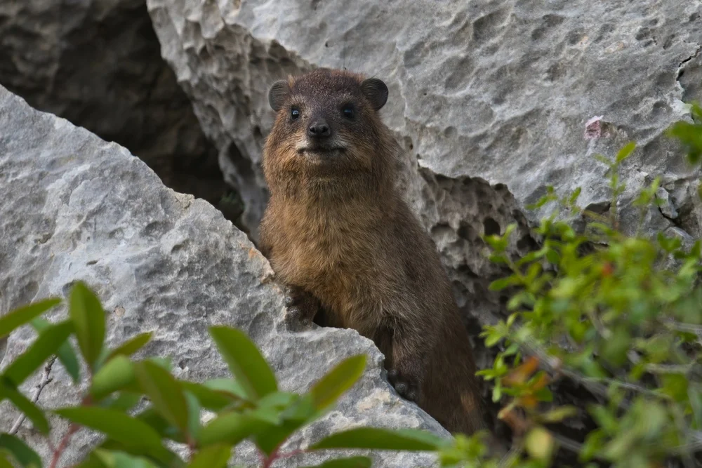 Rock Hyraxes (Procavia capensis)