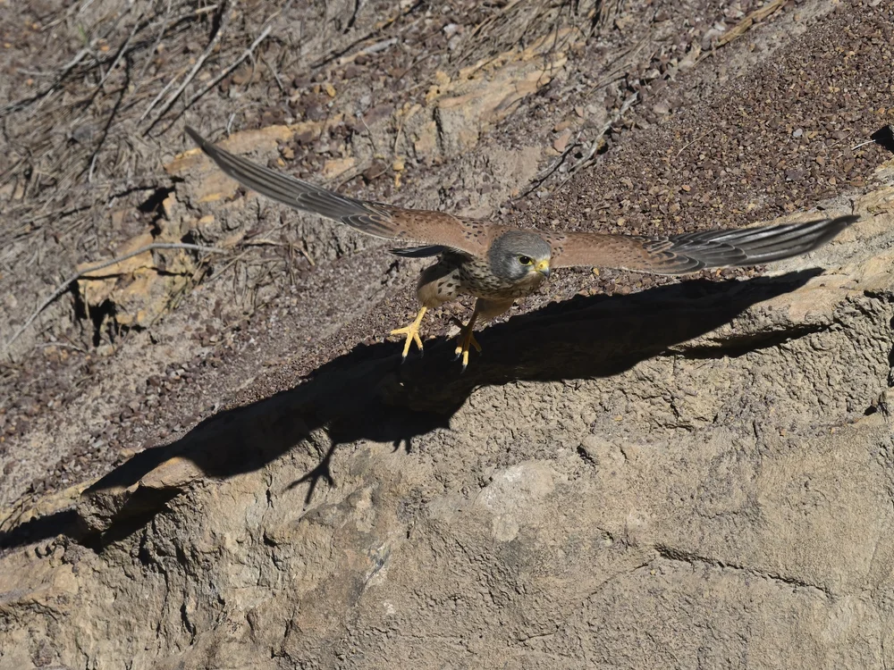 Eurasian Kestrel — best of the story