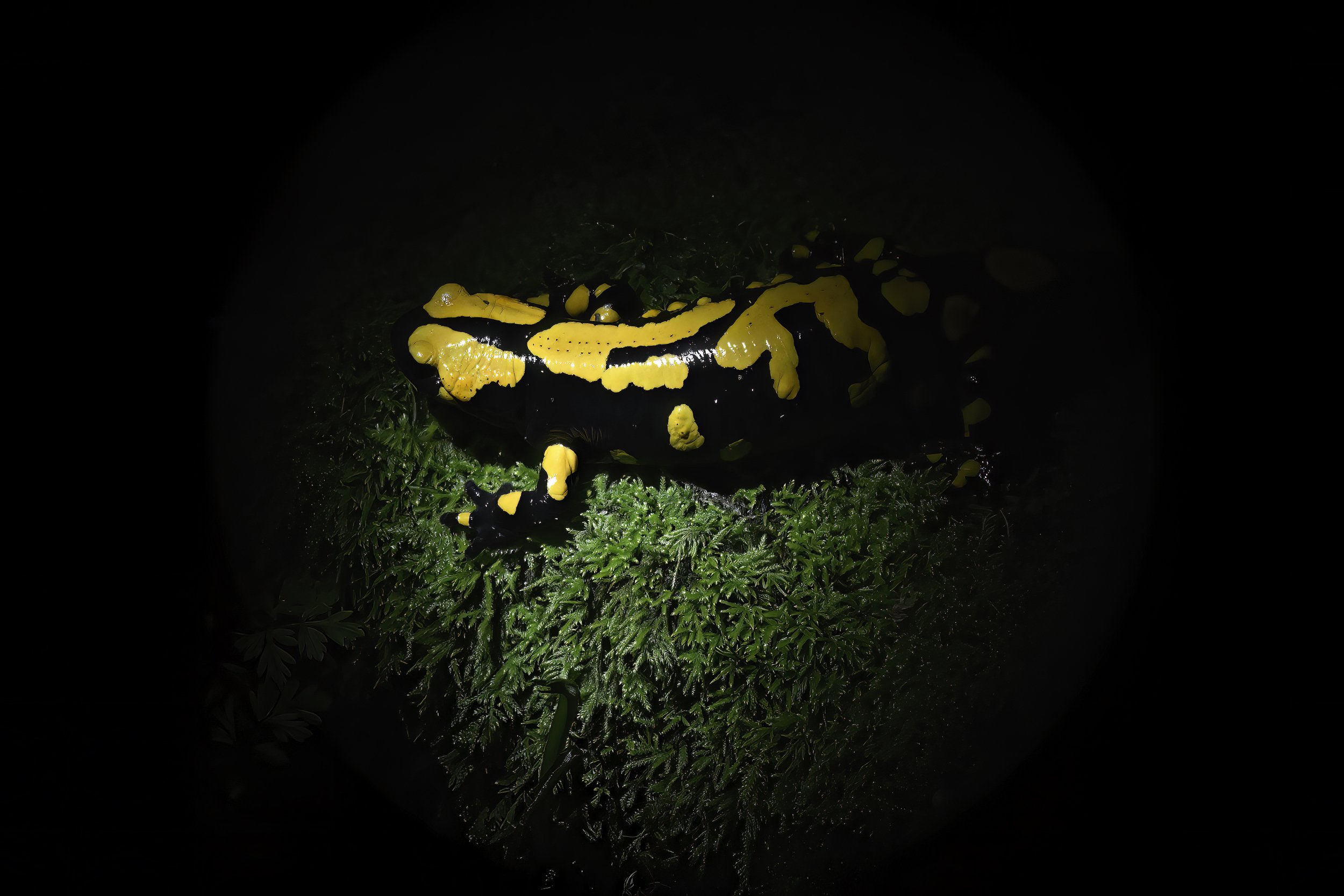 Near Eastern Fire Salamander Naher Ibrahim