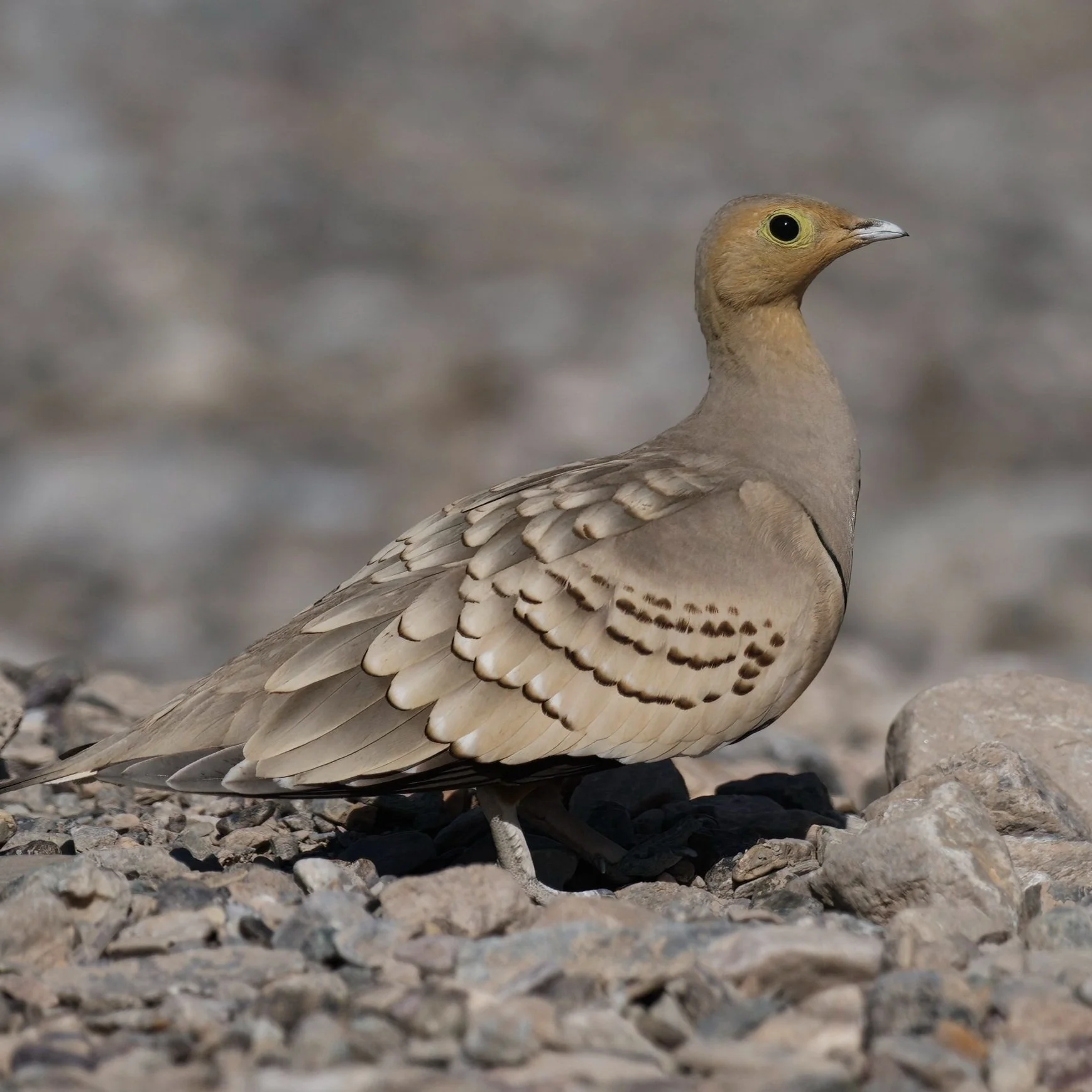 Chestnut-bellied Sandgrouse (Pterocles exustus)