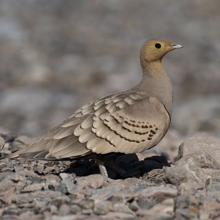 Chestnut-bellied Sandgrouse photographed at Dairy Farm, Fujairah