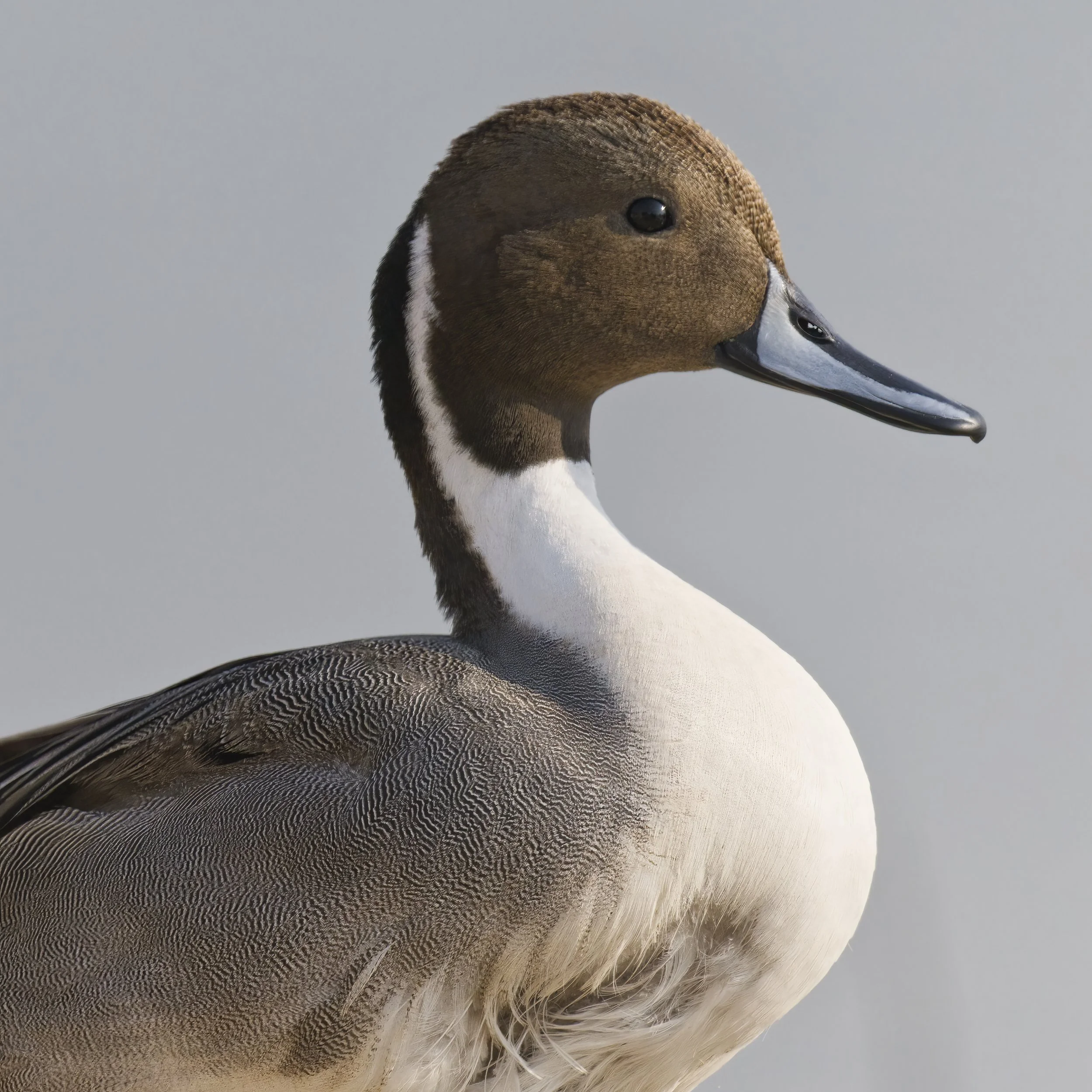 Northern Pintail (Anas acuta)
