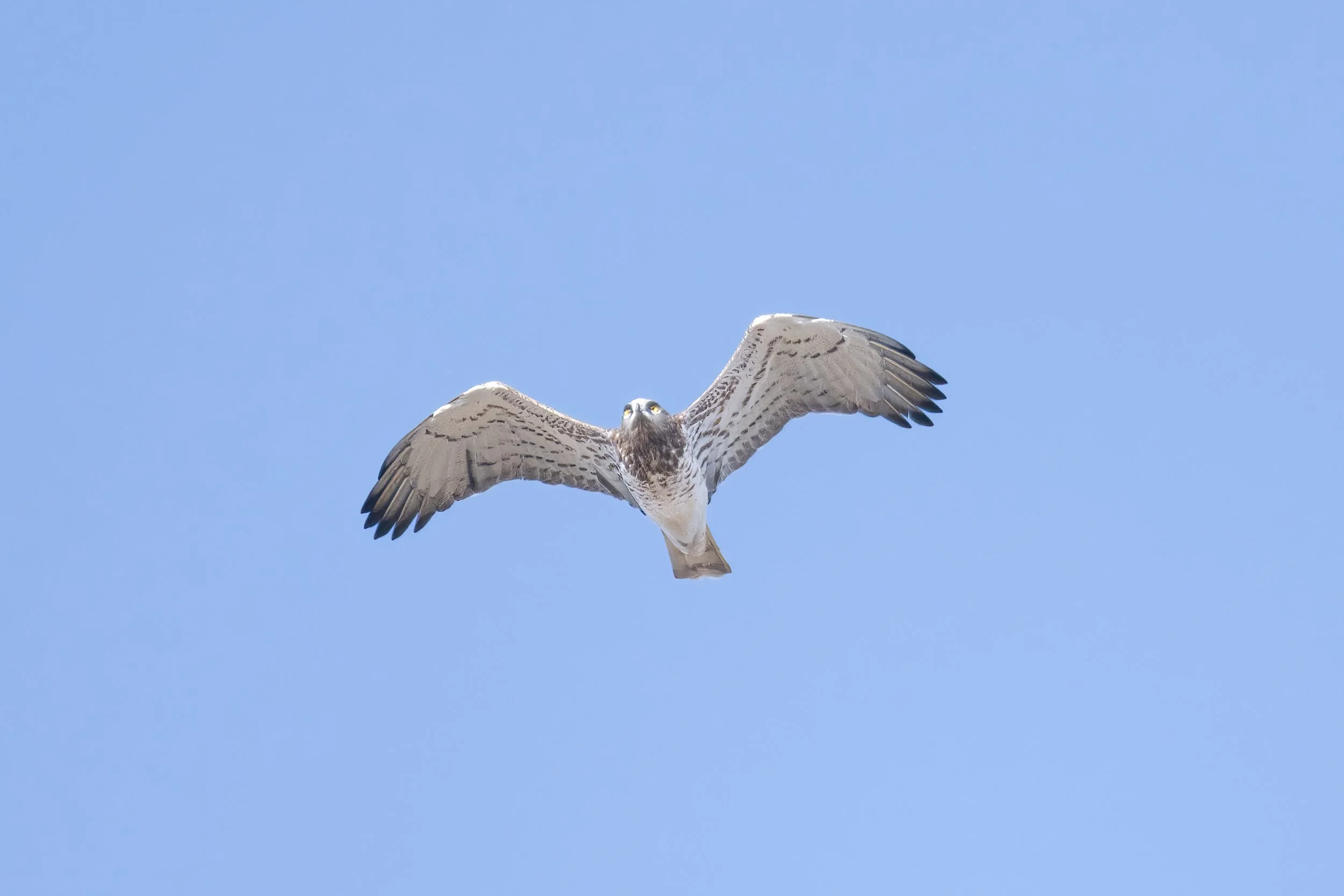 birds migration lebanon