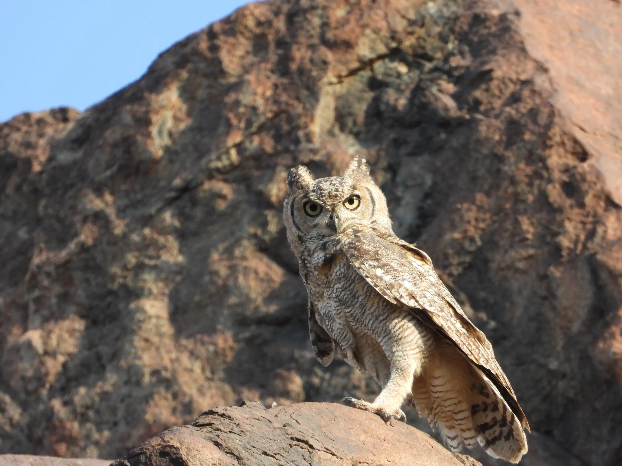 Arabian Eagle-owl (Bubo milesi) by Sami Ullah Majeed