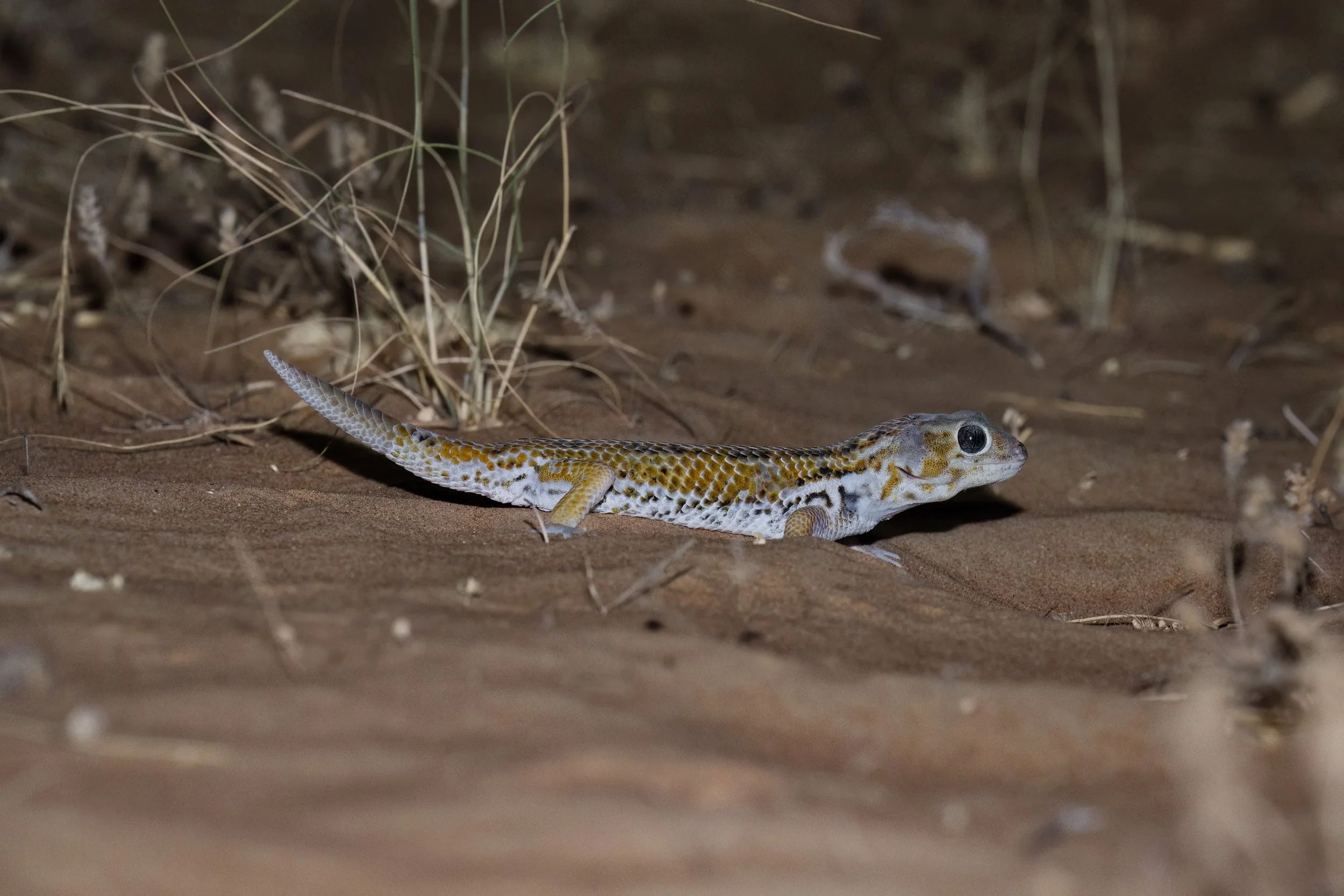 Keyserling's Wonder Gecko_Z090872.jpeg