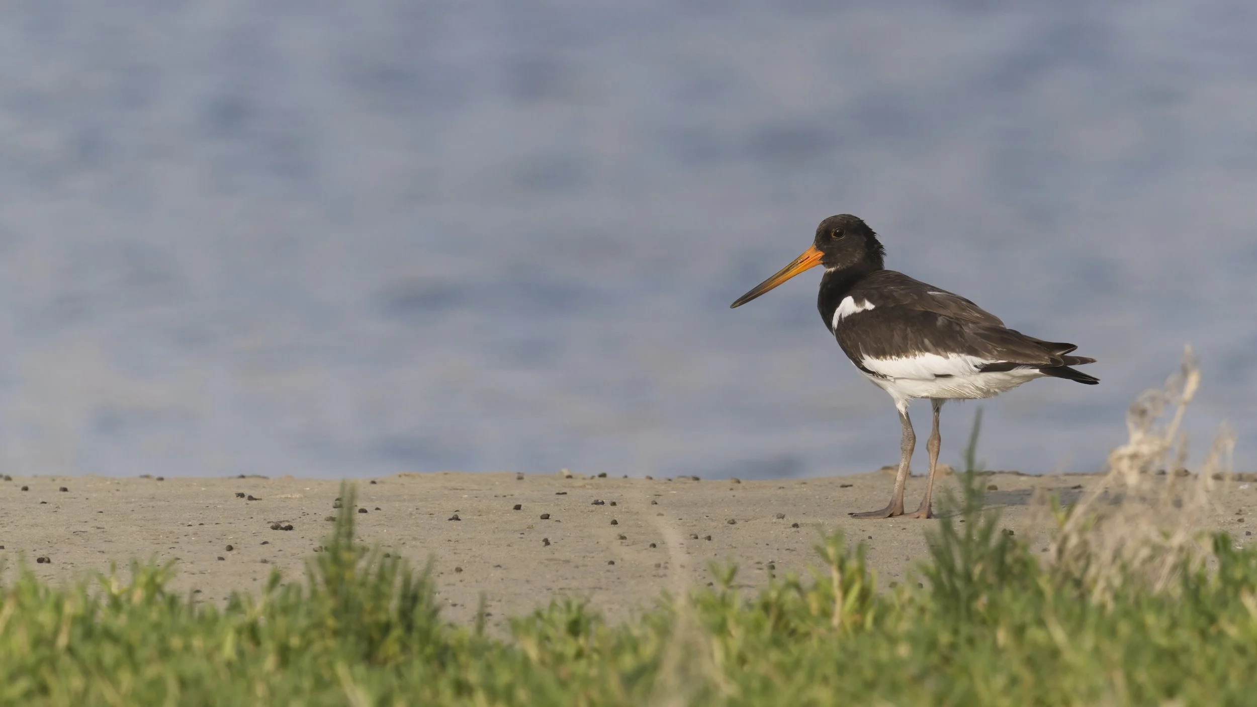Eurasian Oystercatcher standing on sandy shoreline with sea in the background, wildlife canvas print