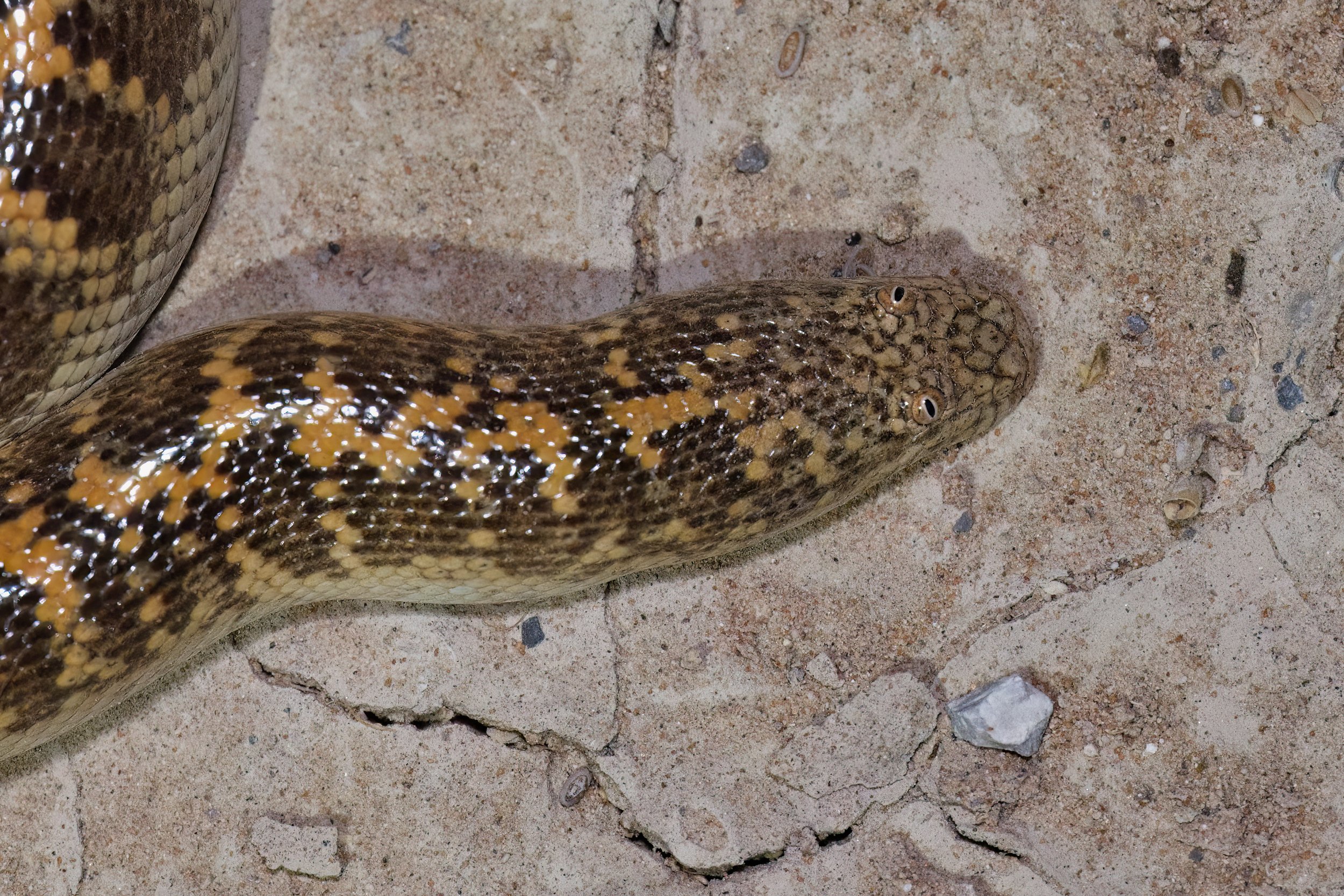Arabian Sand Boa (Eryx jayakari)