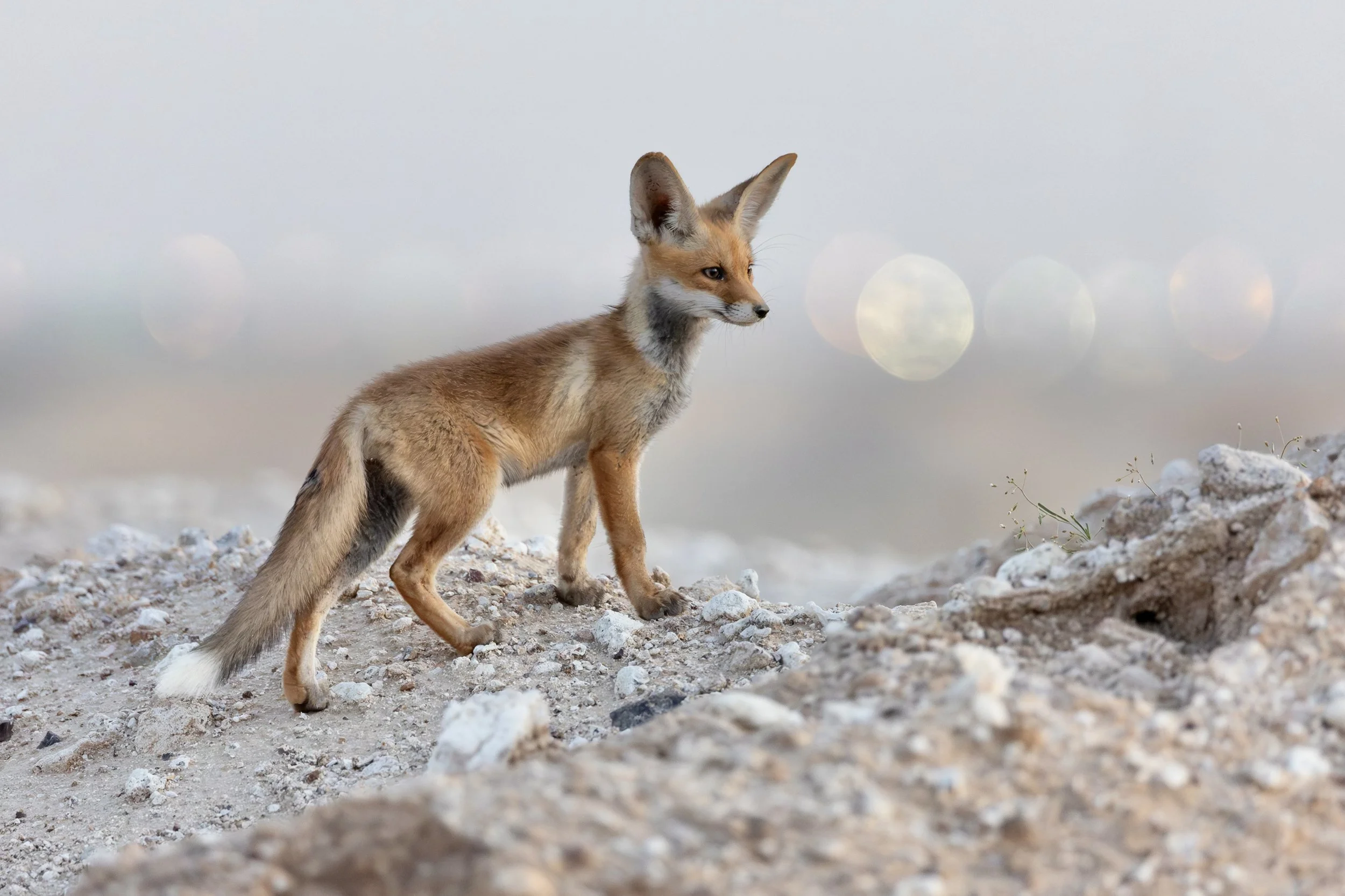 Photo Credit: Shawn Parker