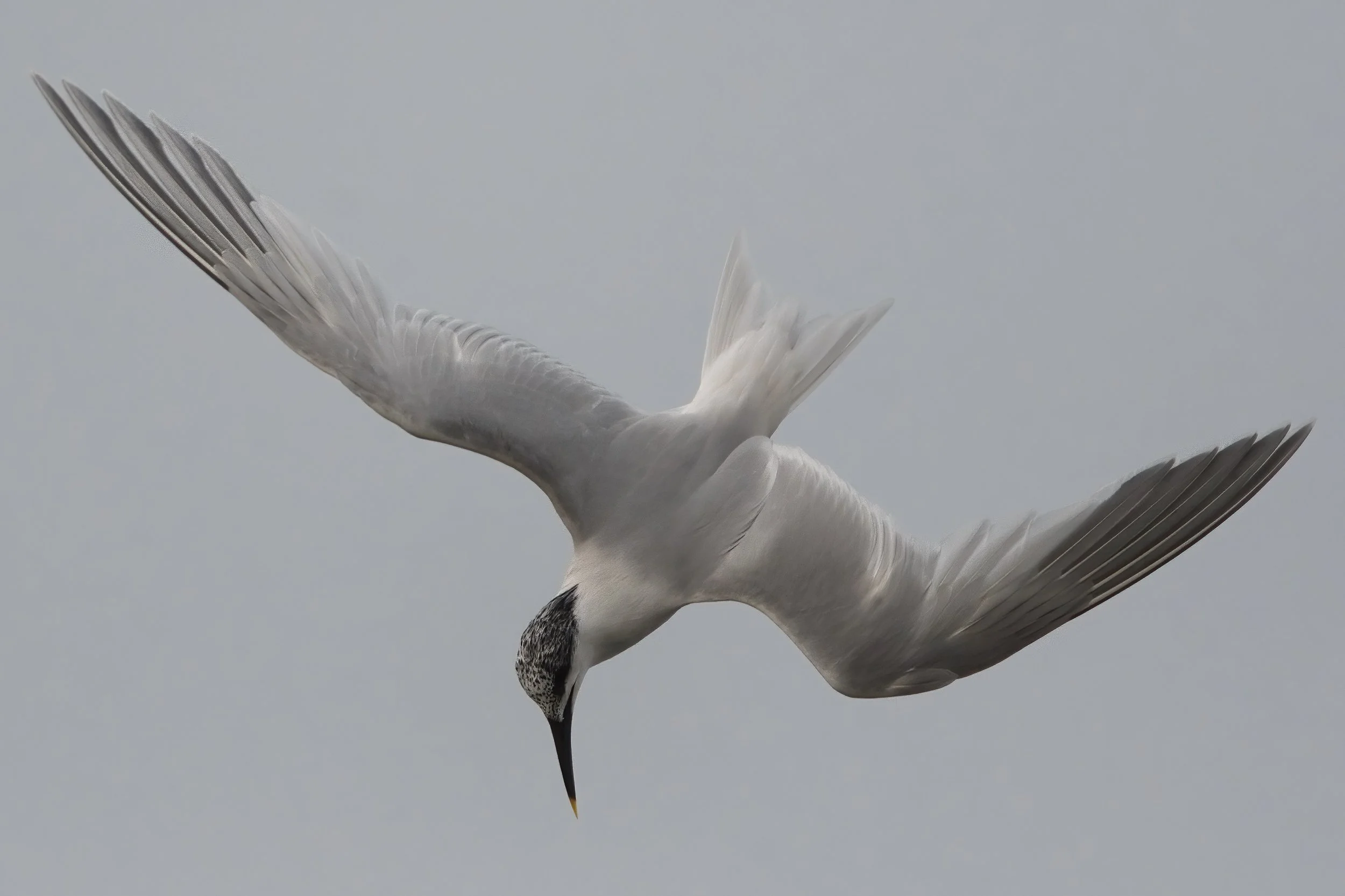 Sandwich Tern, Lebanon Tripoli 28-Jan