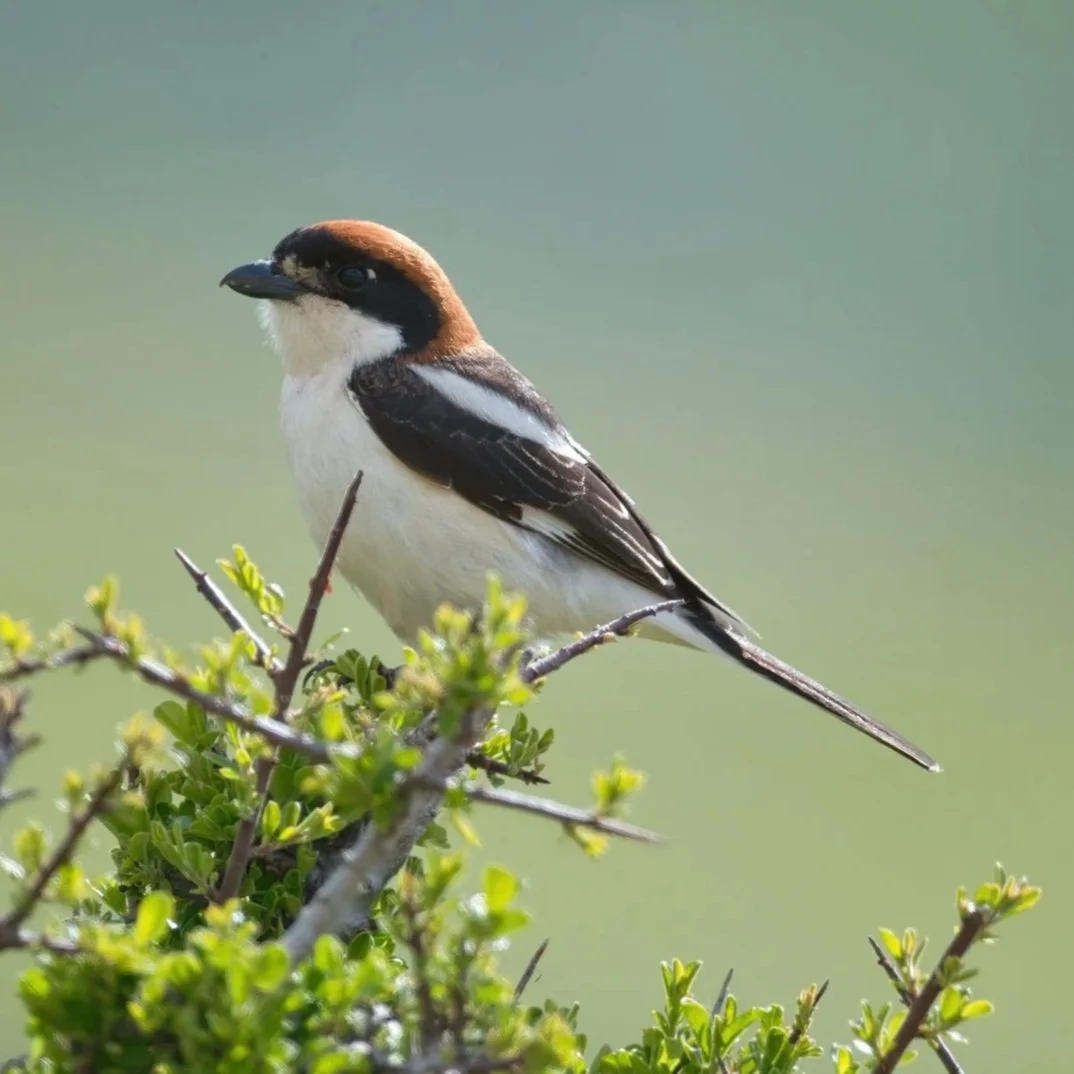 Woodchat Shrike \ Lanius senator