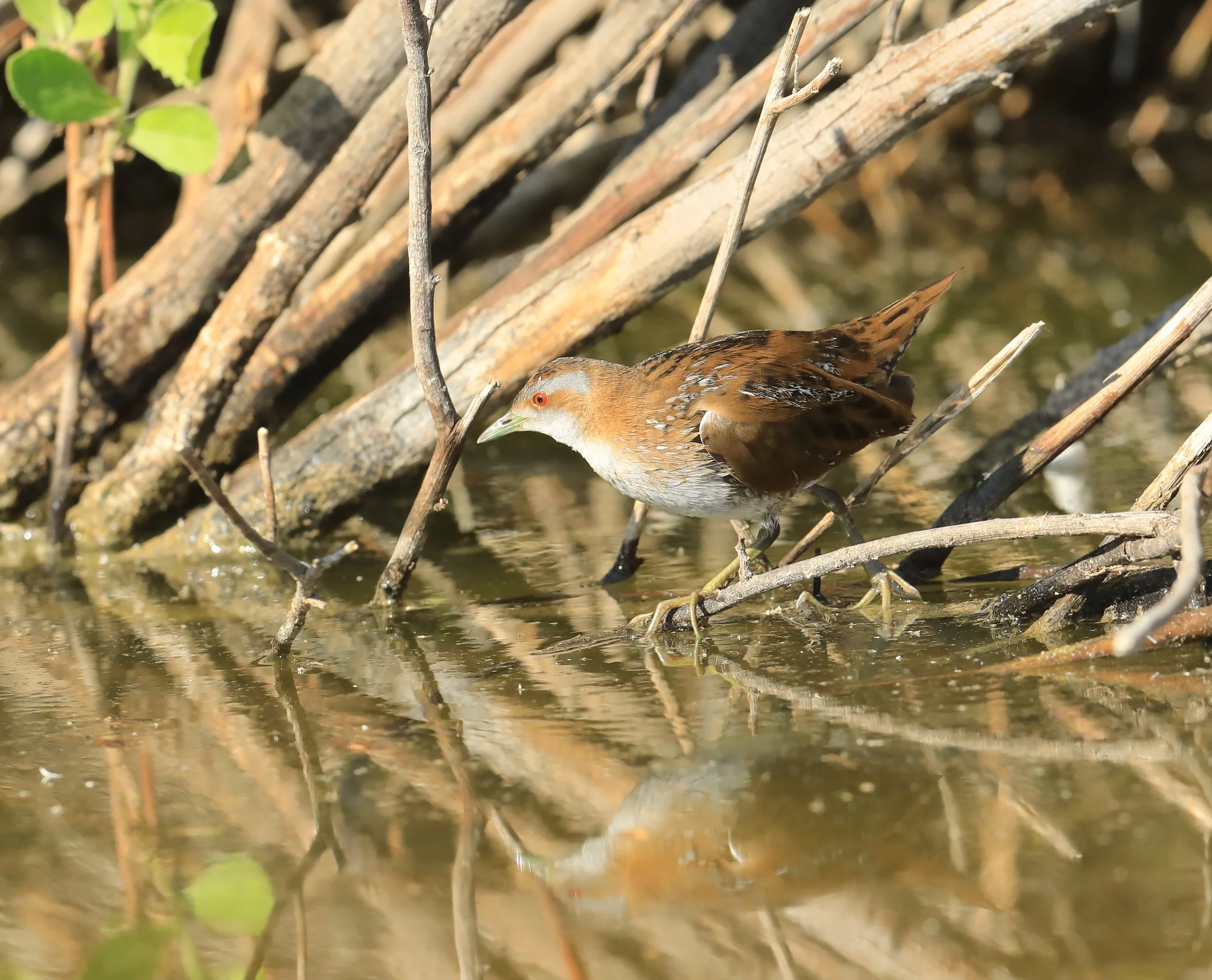 Photo Credit: Paul Kinnock