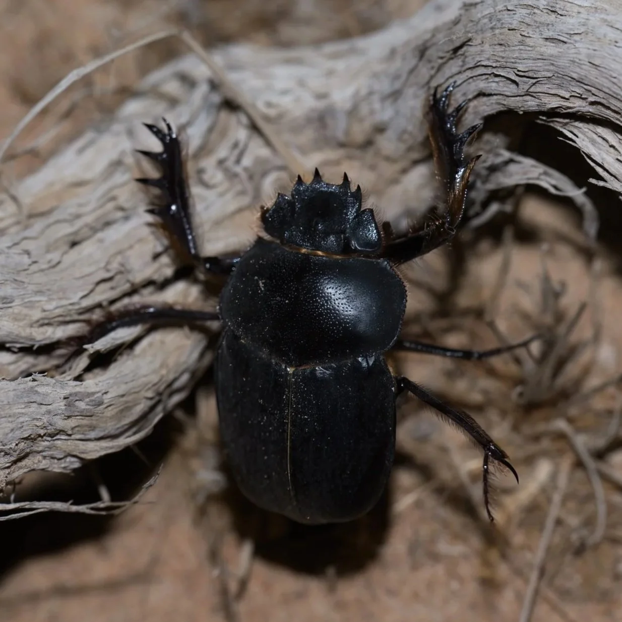 Rolling Dung Beetle (Scarabaeus cristatus)