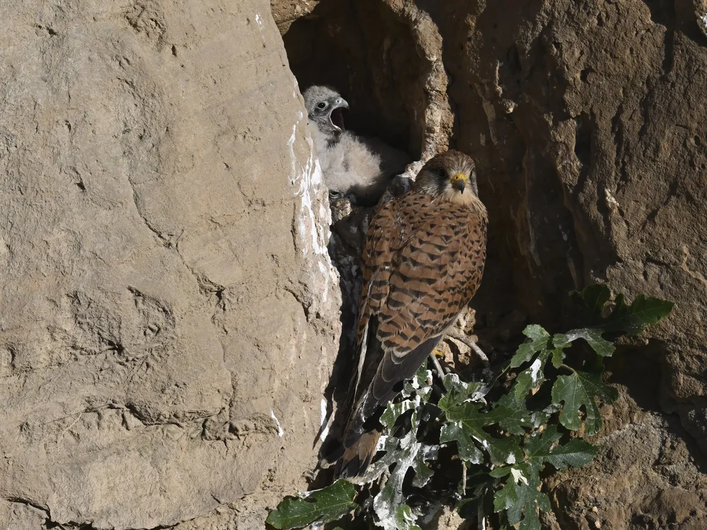 Eurasian Kestrel — best of the story
