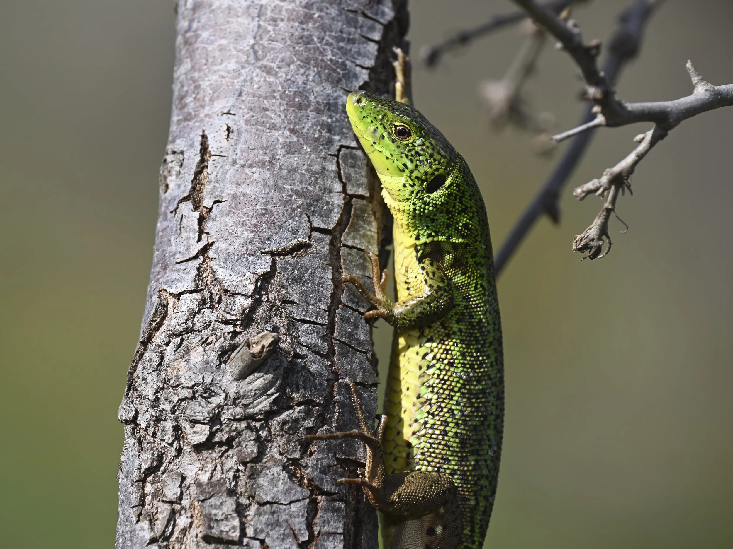 Levant Green Lizard (Lacerta media)