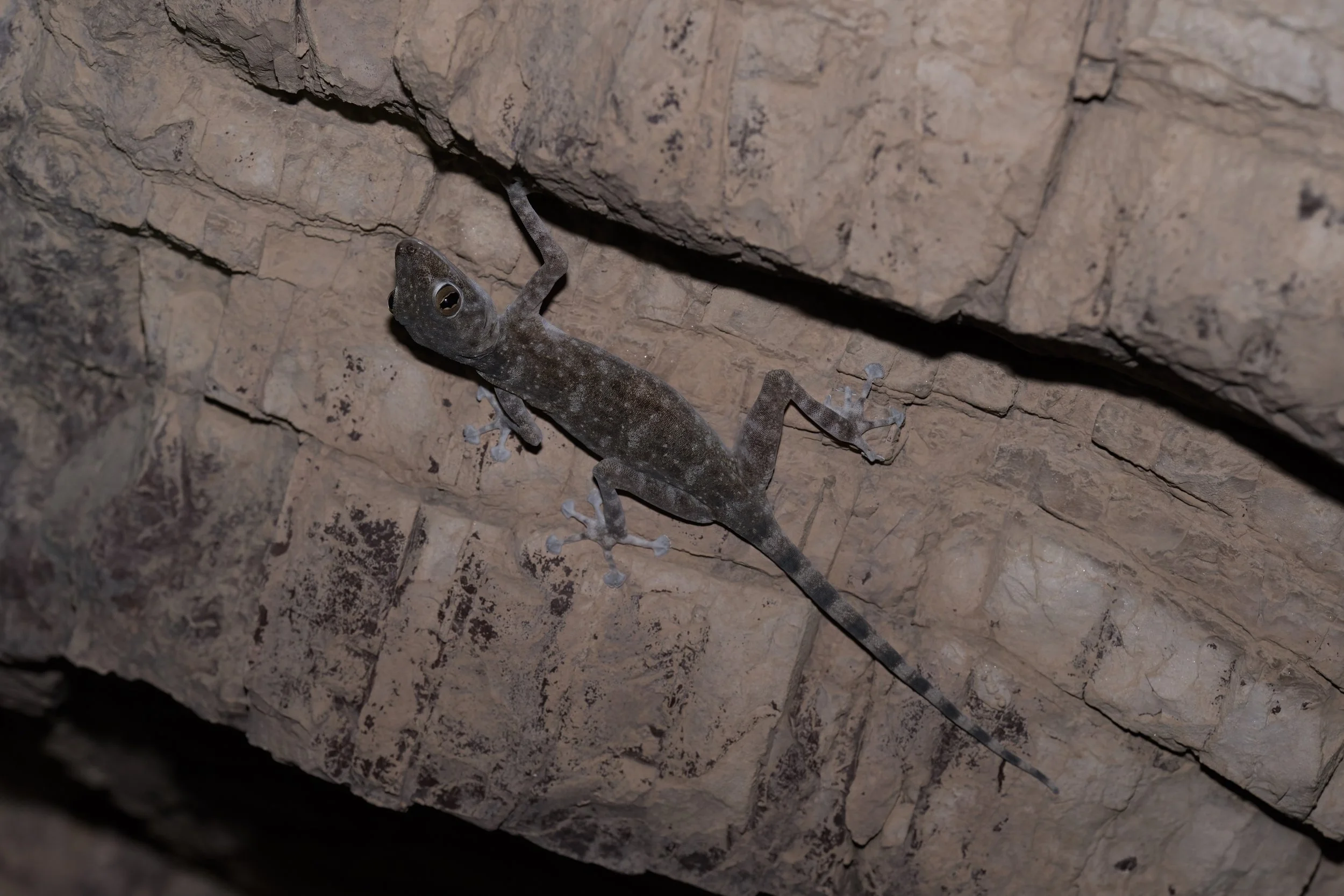 Orlov’s Fan-footed Gecko_Z091435.jpeg
