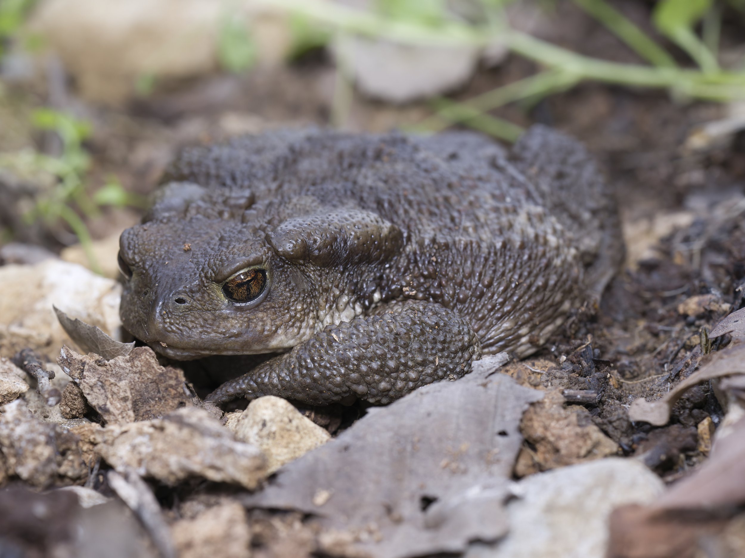 Toads Amphibians