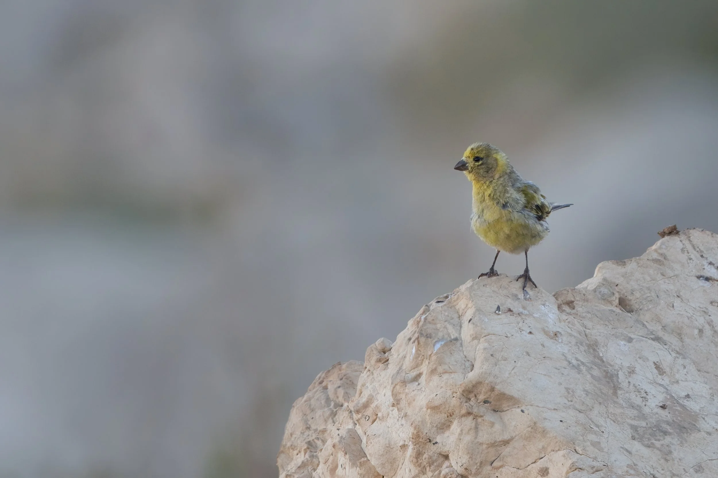 Syrian Serin | النعار السوري | Serinus syriacus