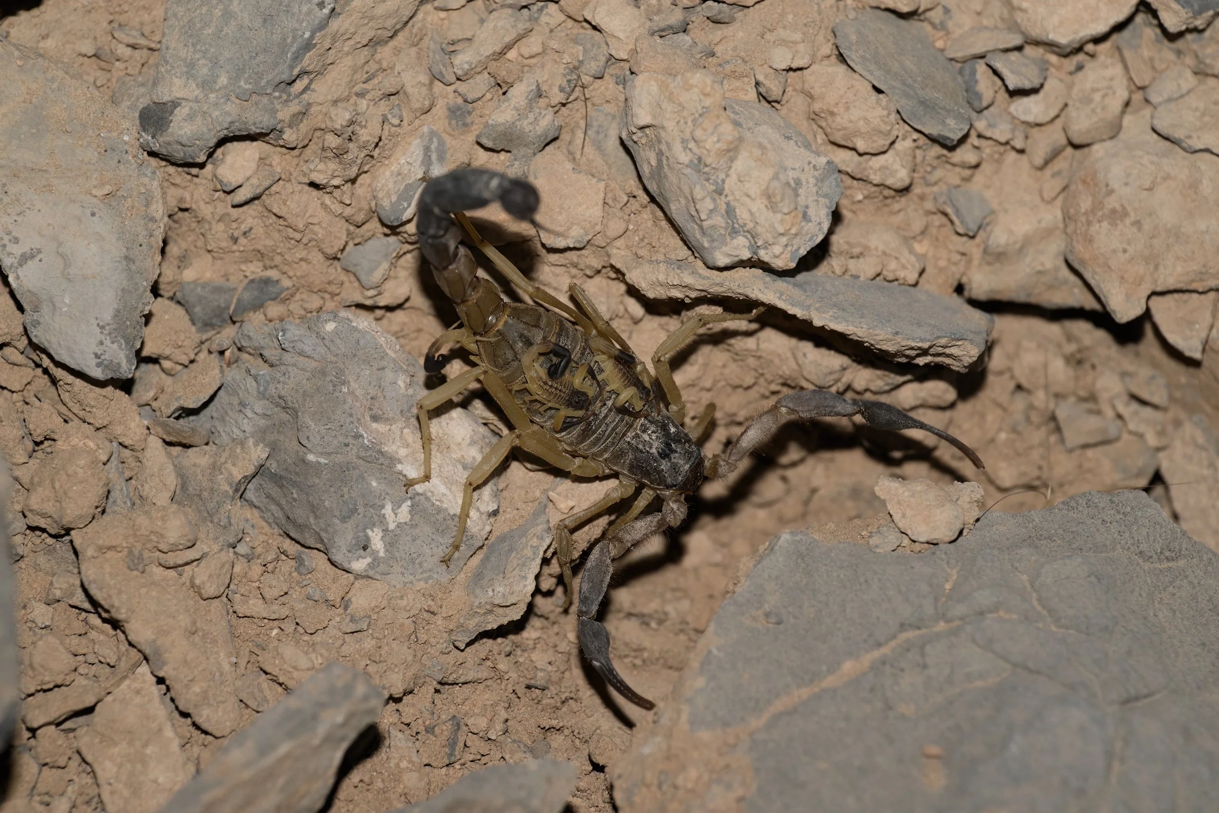 Jayakar’s Scorpion (Hottentotta jayakari) with several juvenile scorpions clinging to its back on rocky ground.