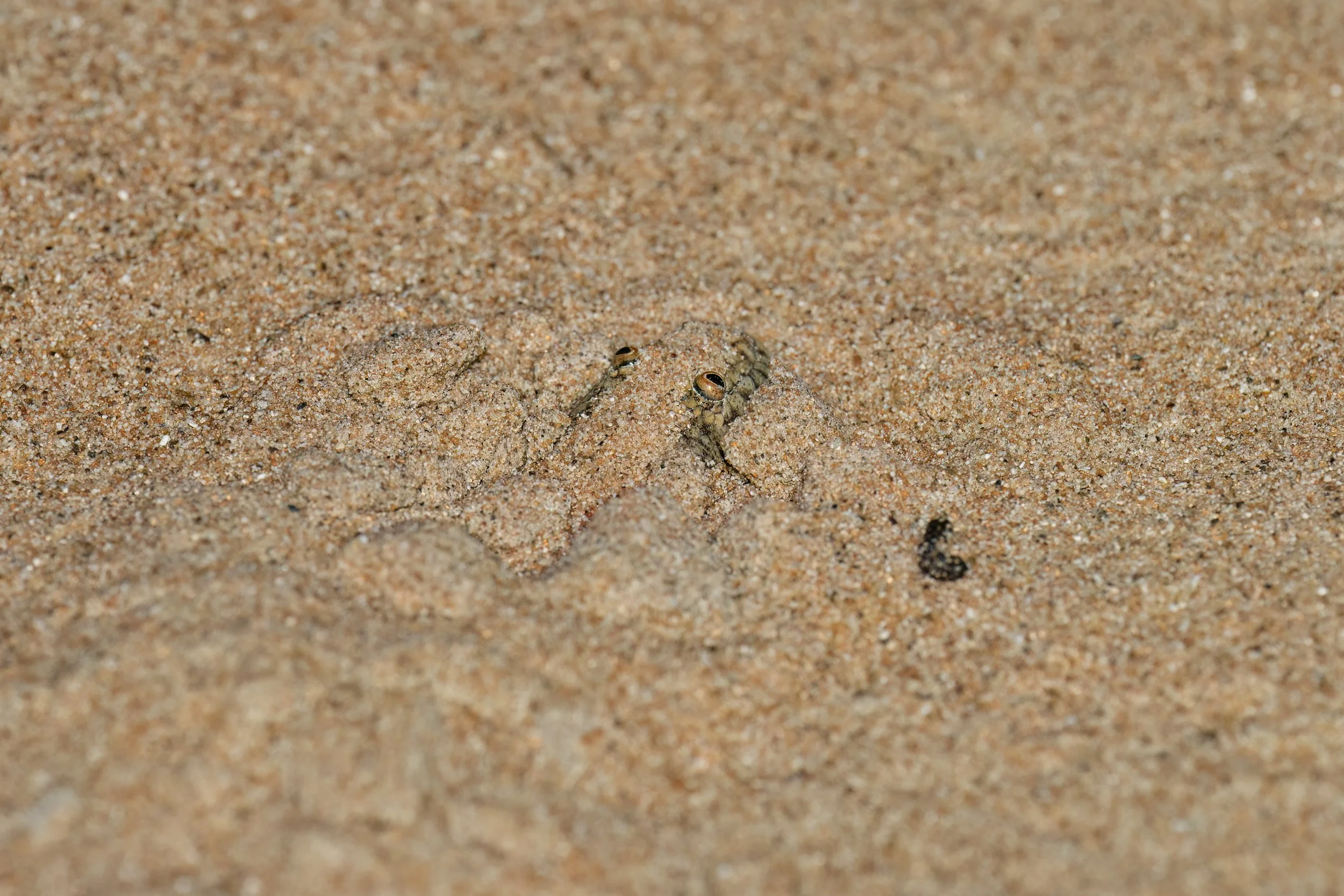 Arabian Sand Boa (Eryx jayakari)