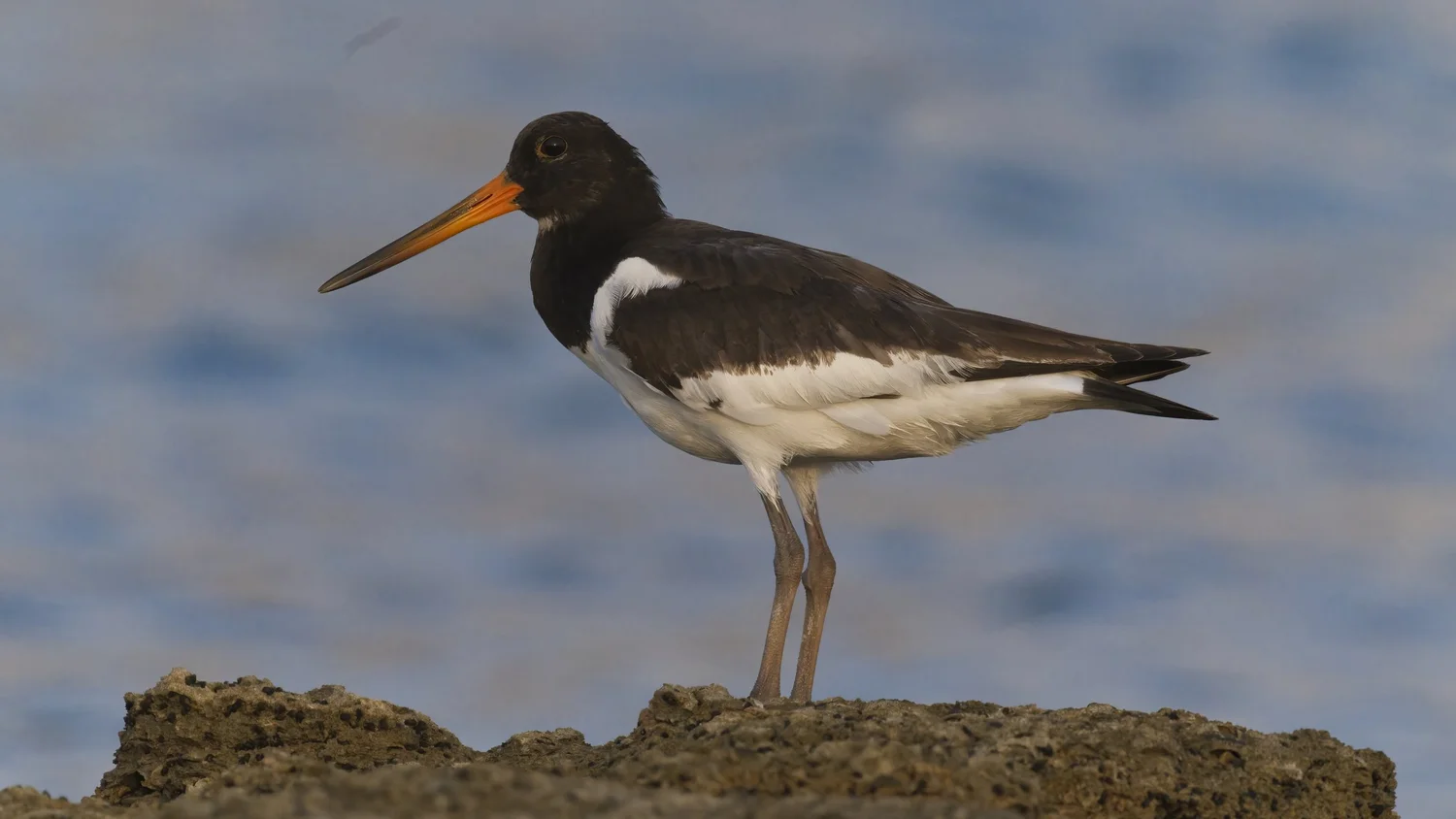 Eurasian Oystercatcher, UAE
