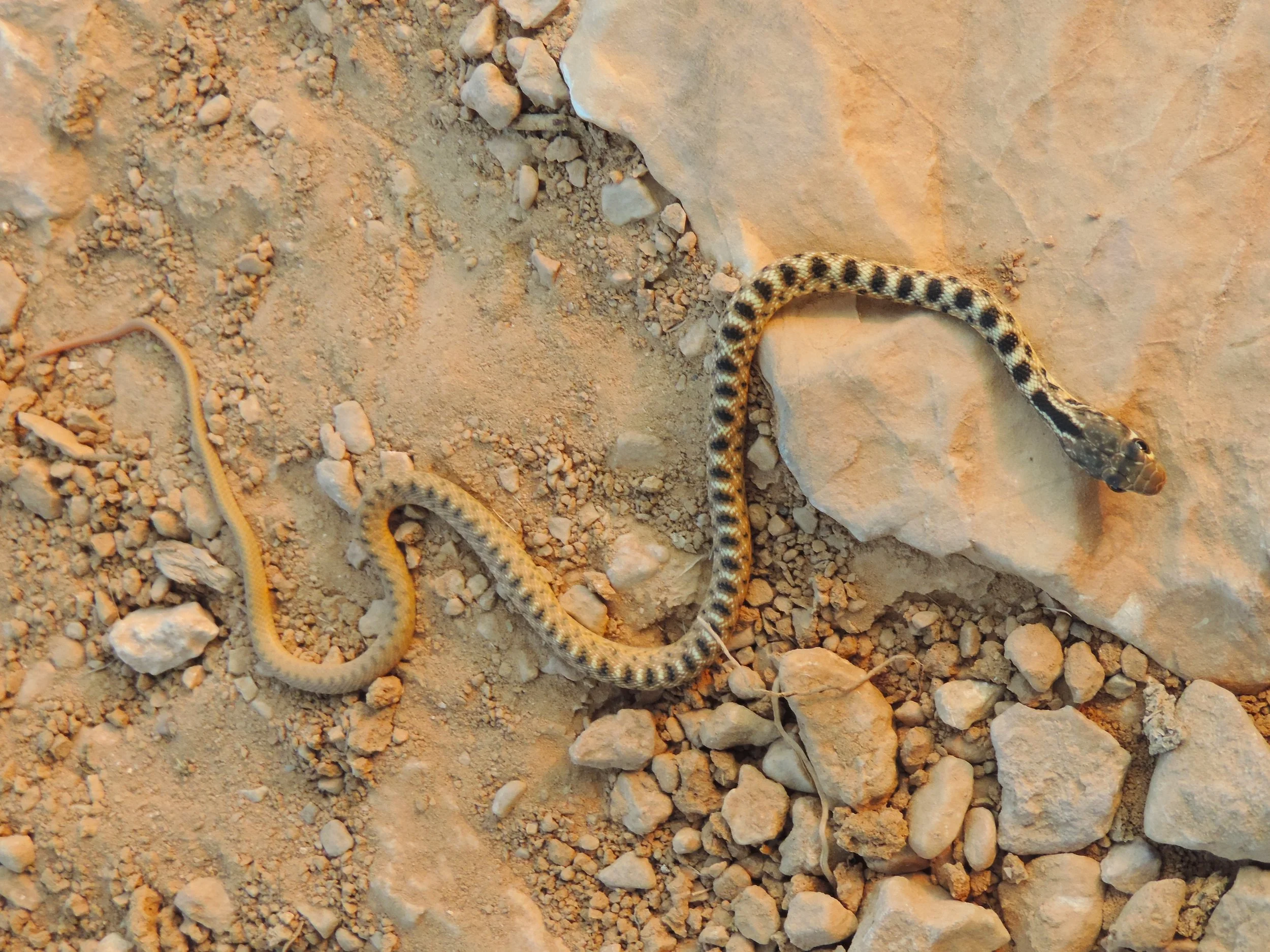 Roger’s Racer (Platyceps rogersi), a recently confirmed snake species from Lebanon.