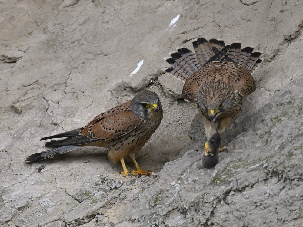 Eurasian Kestrel — Female Decides Who Eats First
