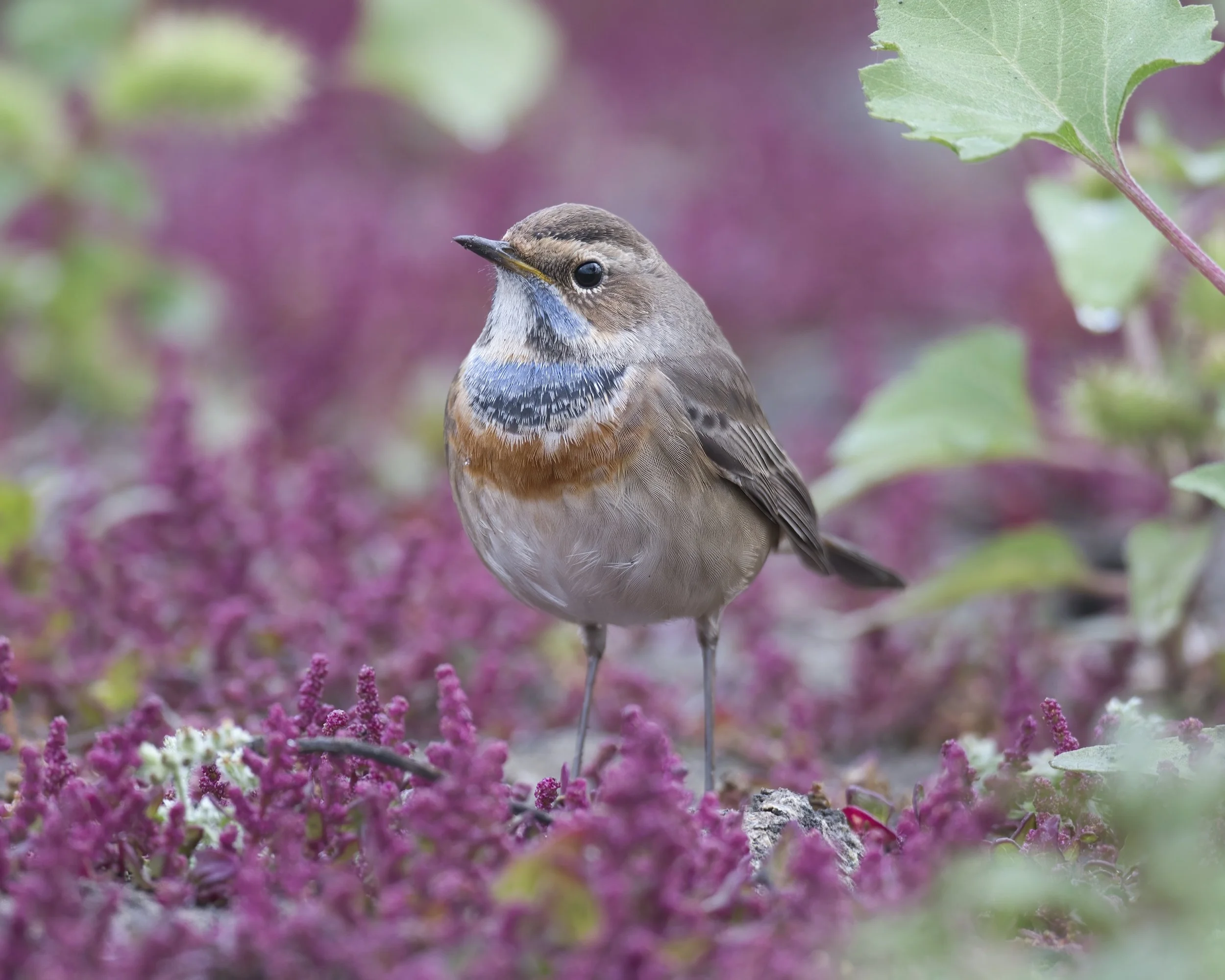 Wildlife Photography Lebanon