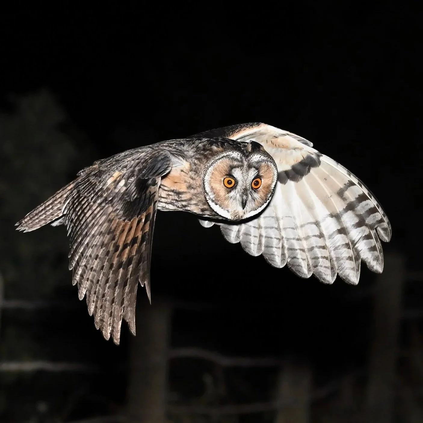 Owls of the middle east