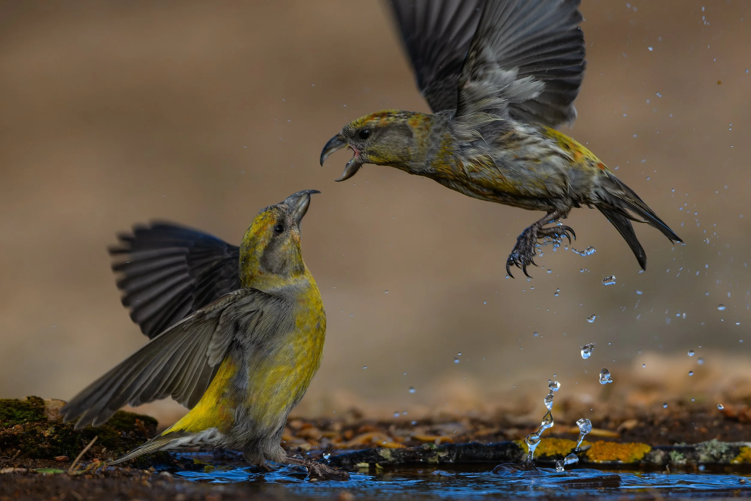 Crossbils - Spain wildlife
