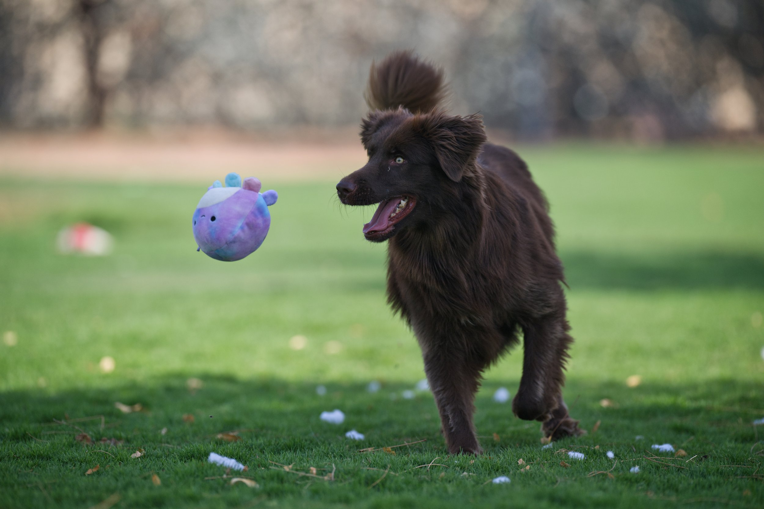 RAK Dog Shelter