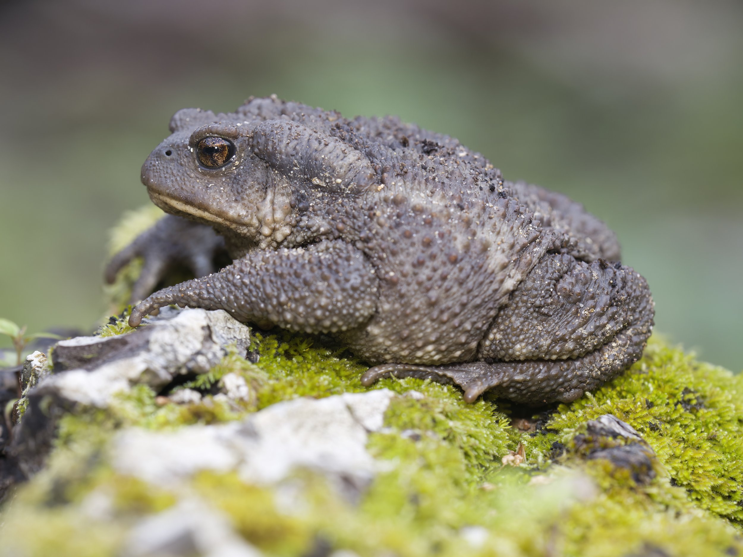 Toads Amphibians
