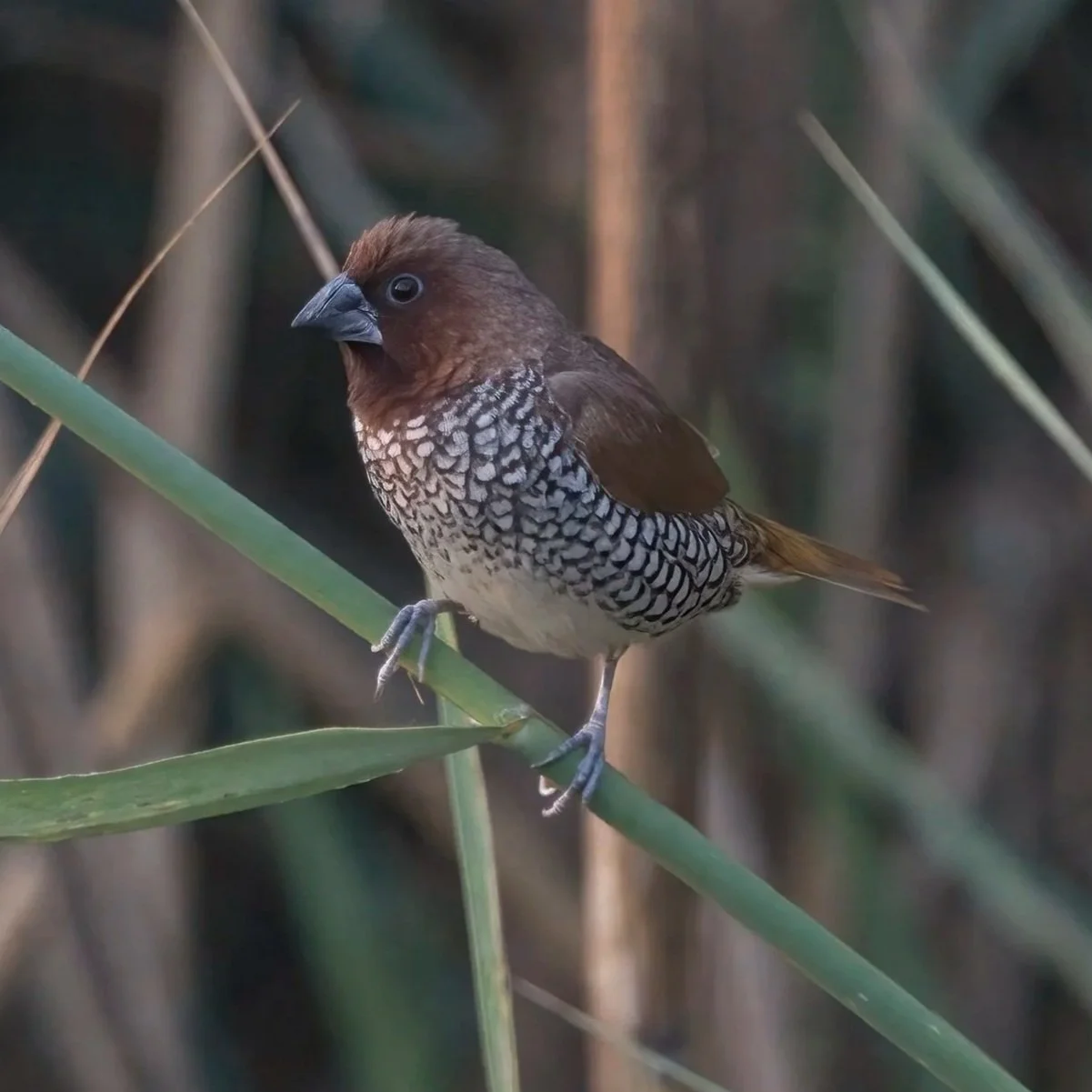 Scaly-breasted Munia \ Lonchura punctulata