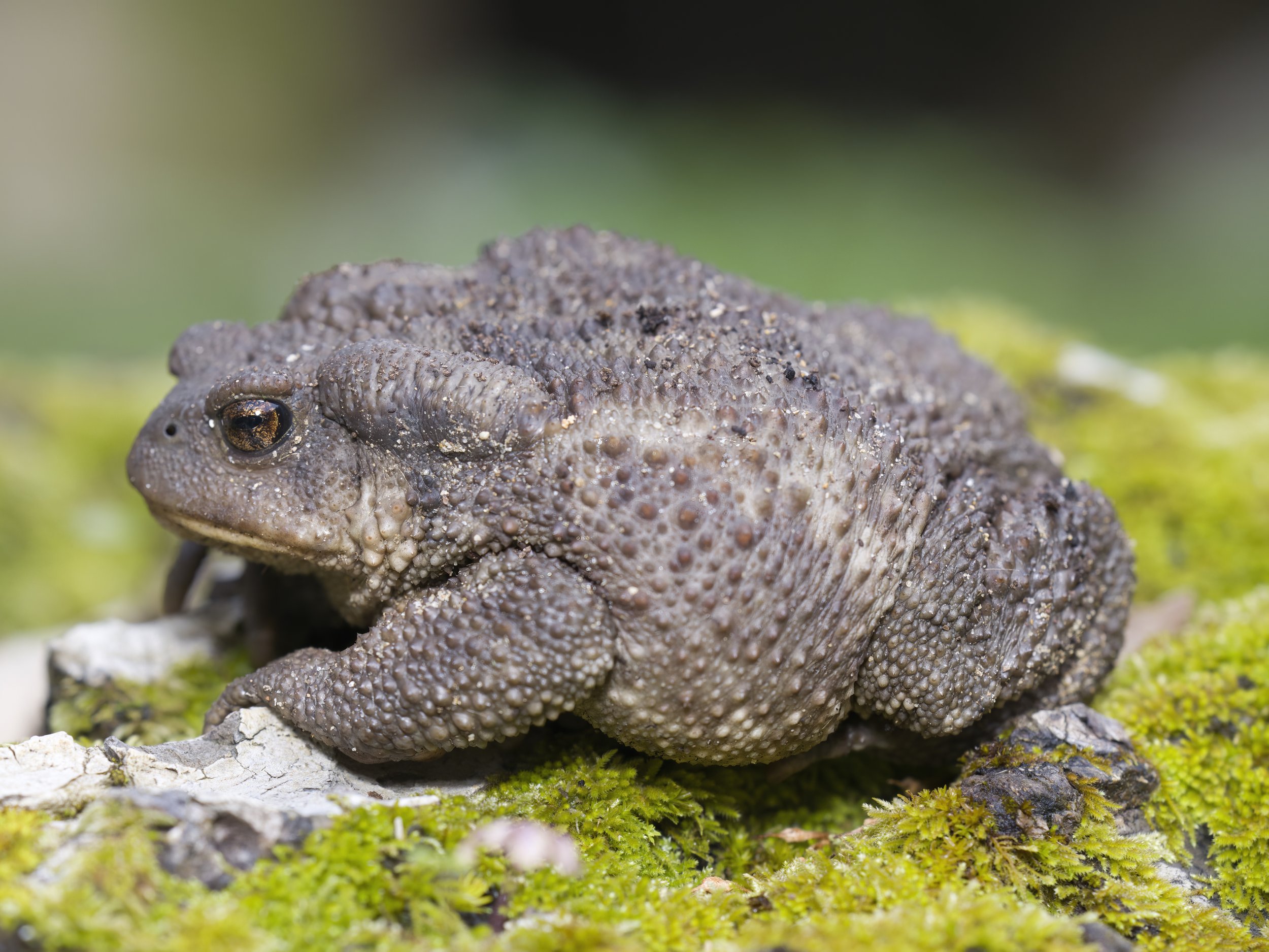 Toads Lebanon