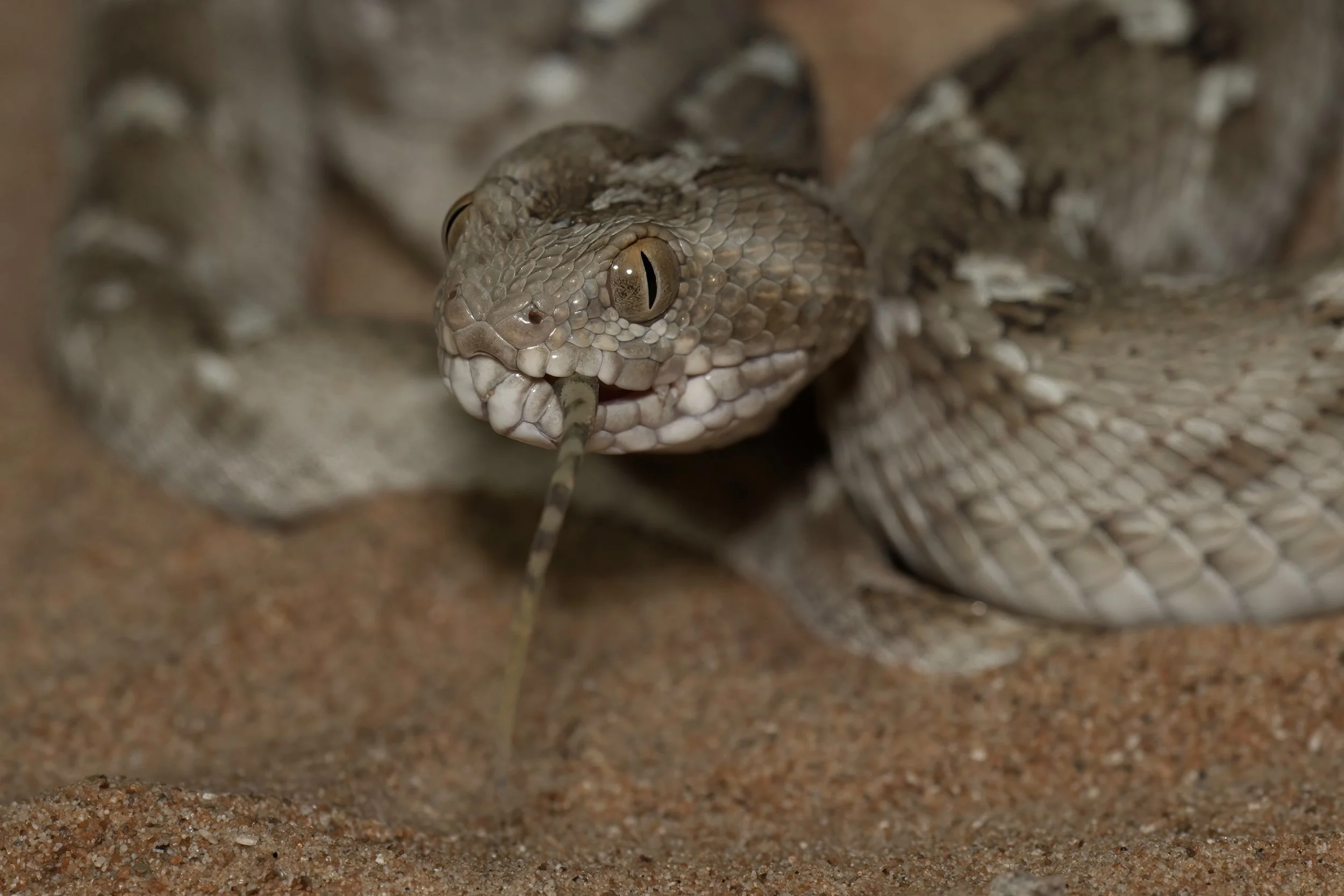 Close-up of a lizard hiding among sand and rocks.