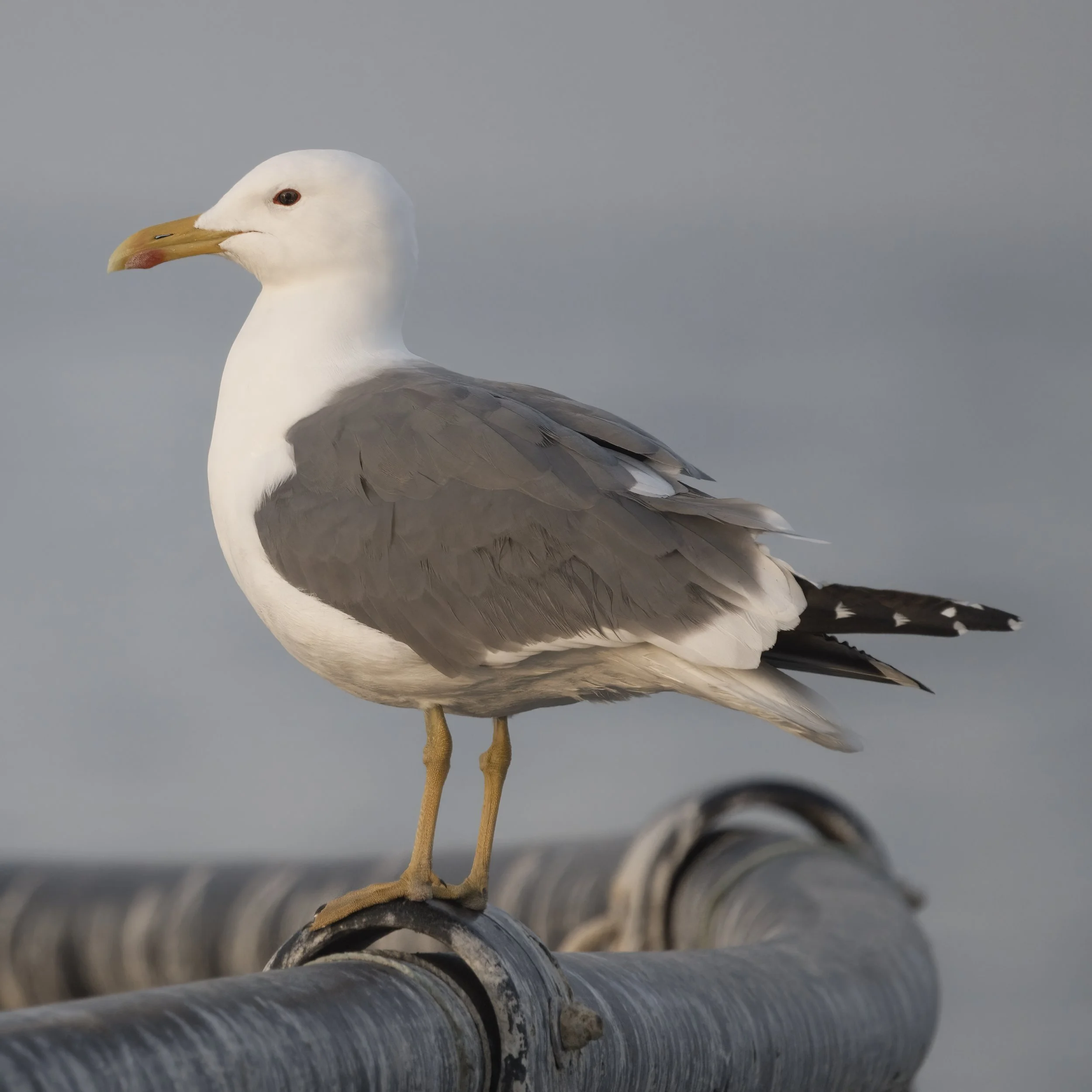 Lesser Black-backed Gull (Larus fuscus)
