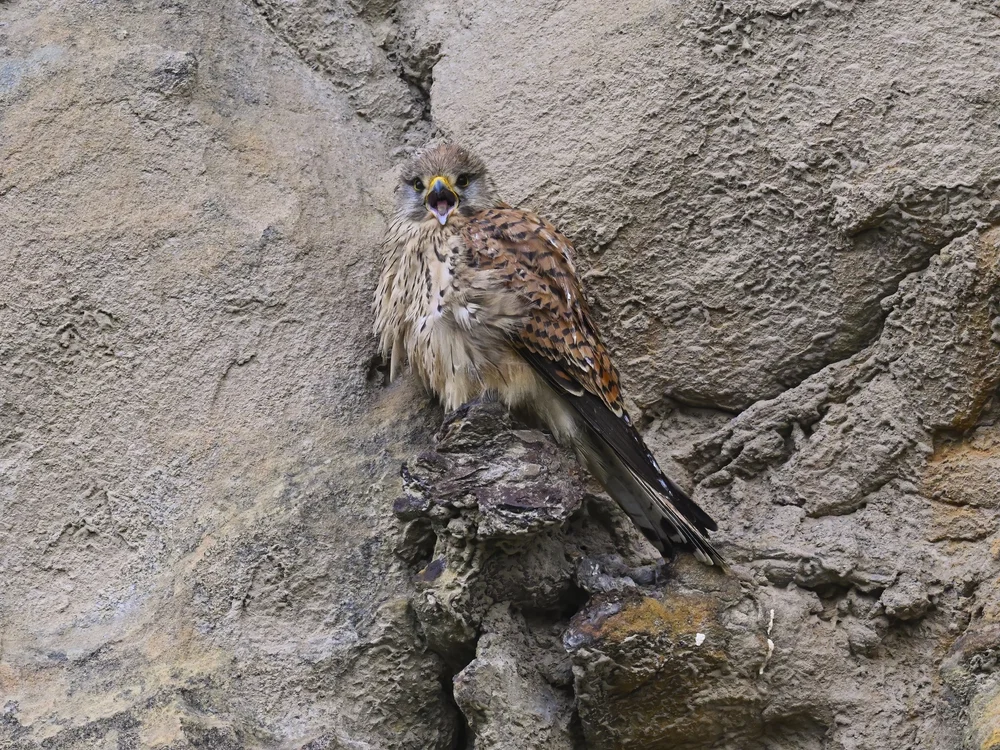 Eurasian Kestrel — best of the story