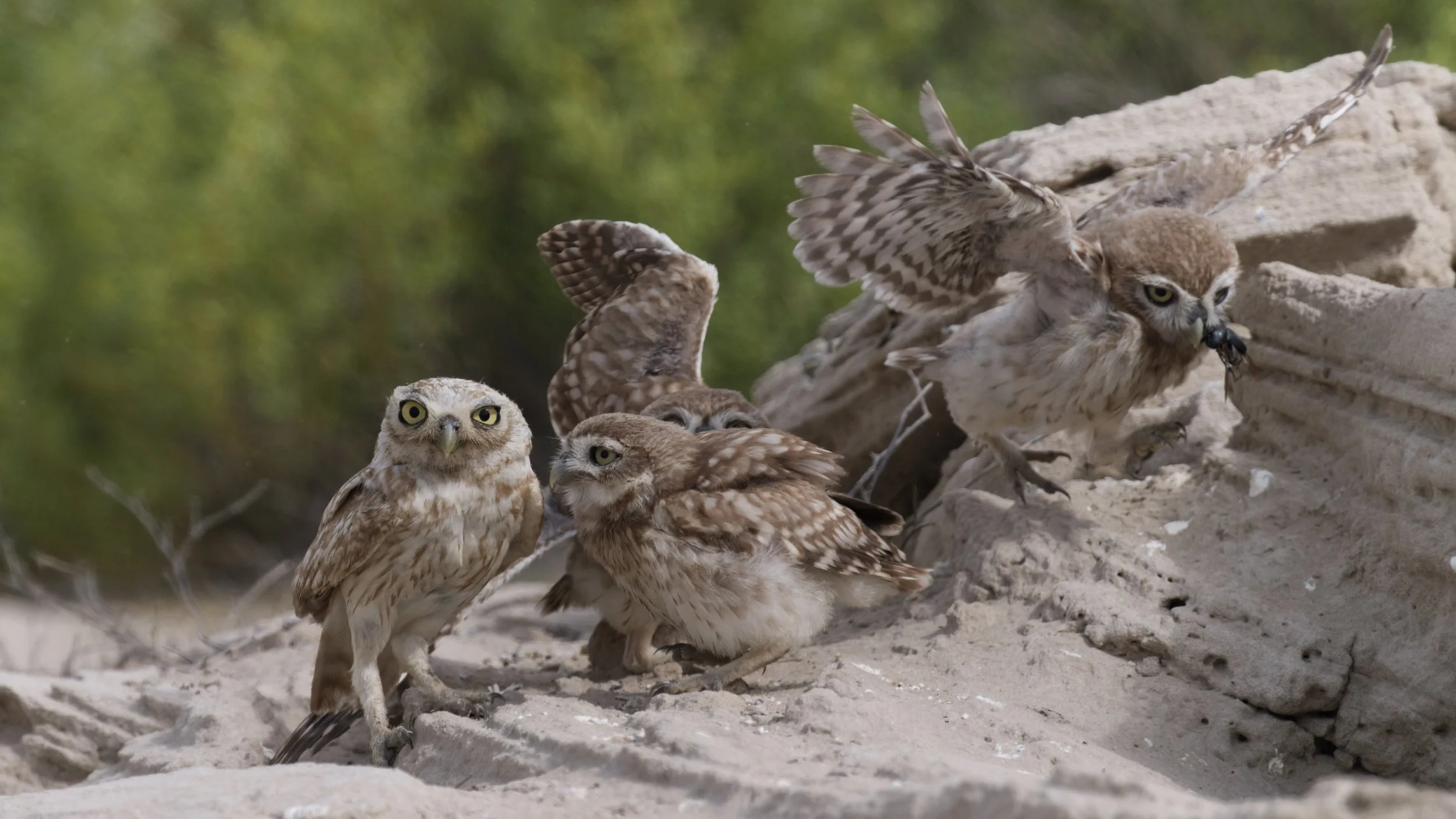 Little owls at nest site