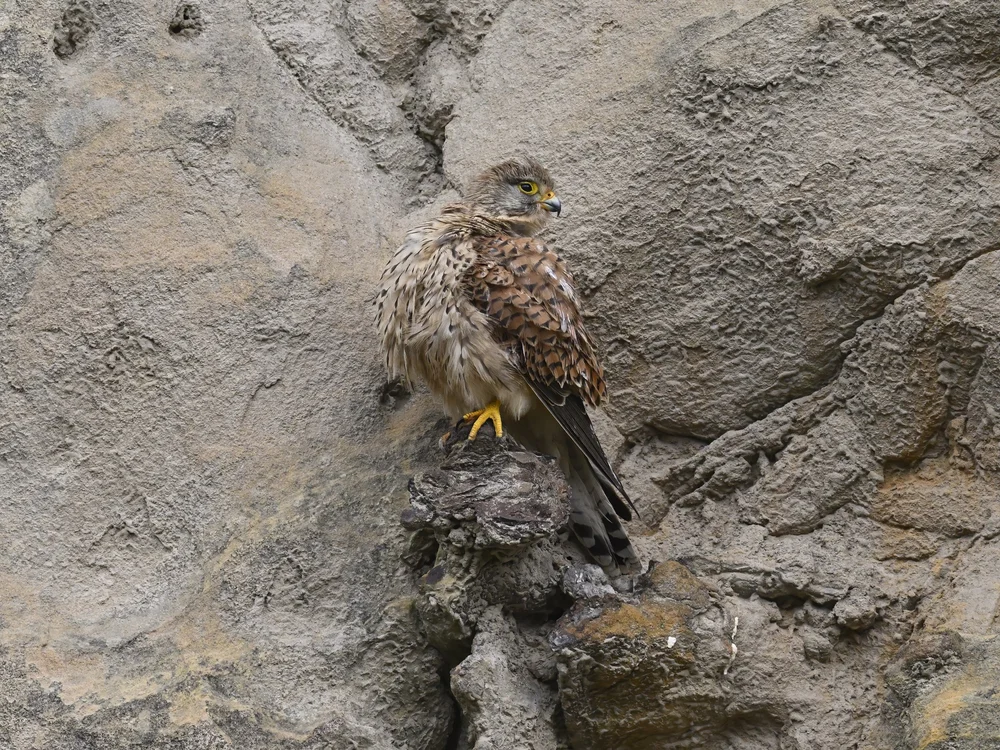 Eurasian Kestrel — best of the story