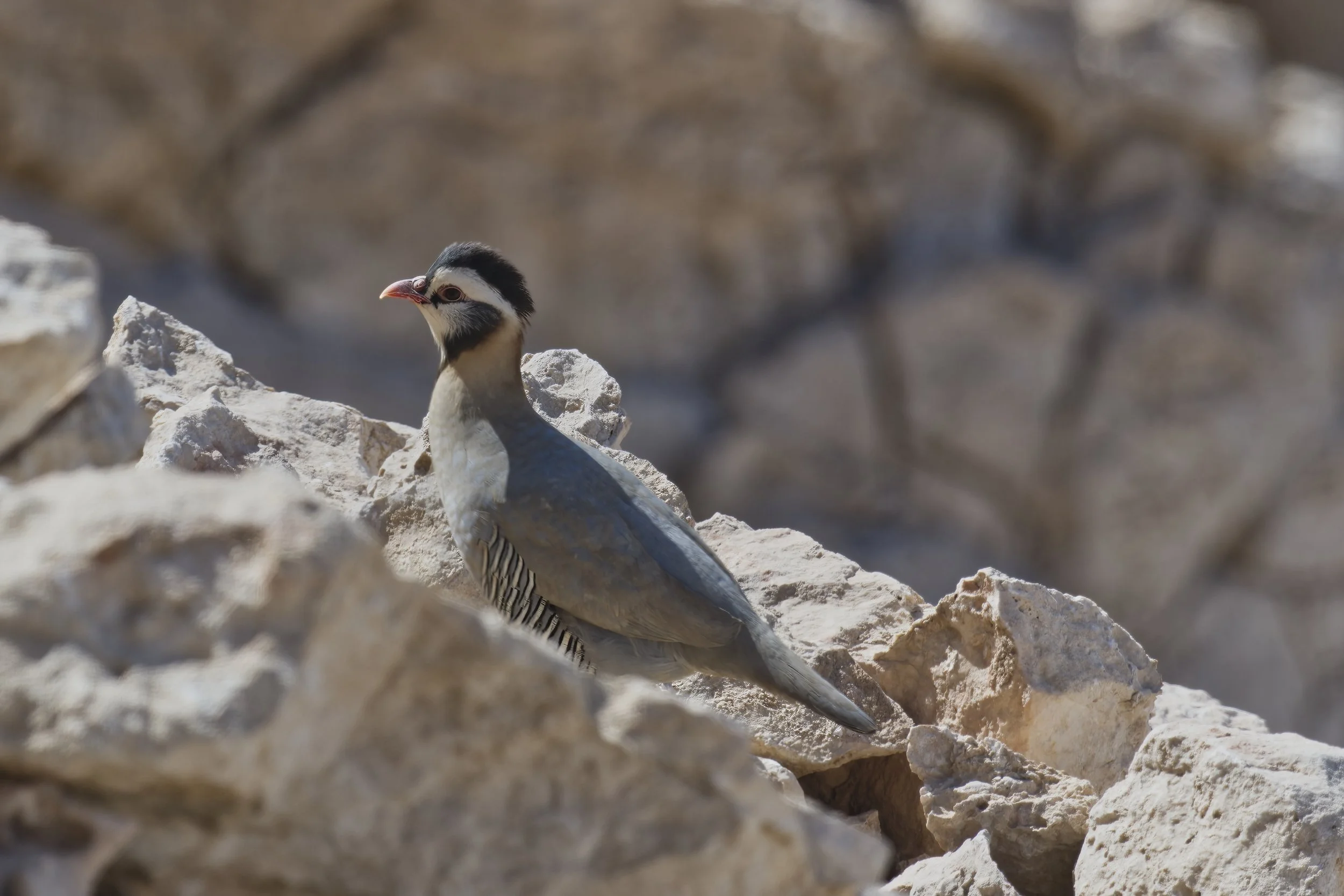 Arabian Partridge ( Alectoris melanocephala ) - United Arab Emirates  UAE 